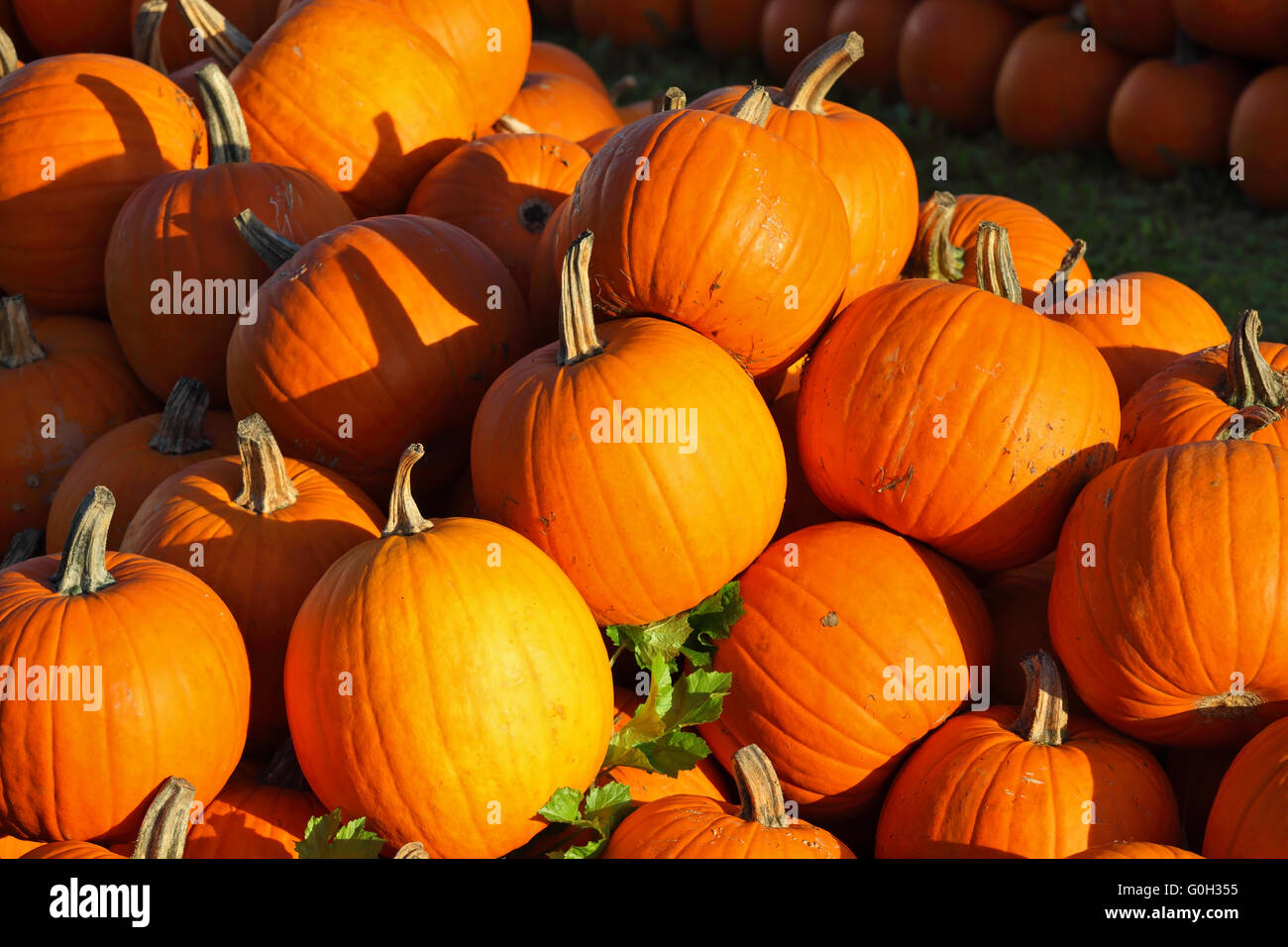 Sunset calda luce illumina la zucca Foto Stock