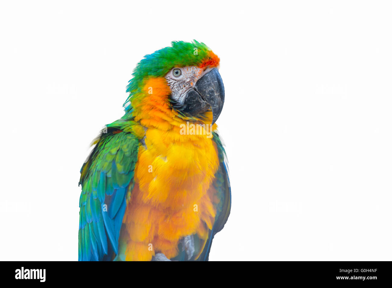 Macaw Parrot isolato su bianco Foto Stock