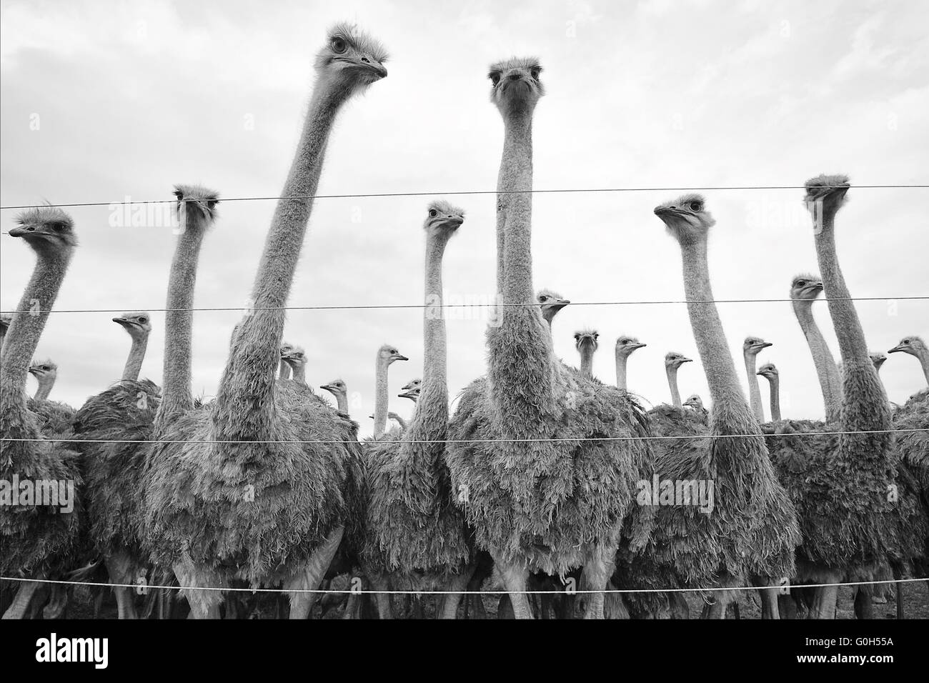 Gli struzzi in un sudafricano della fattoria Foto Stock