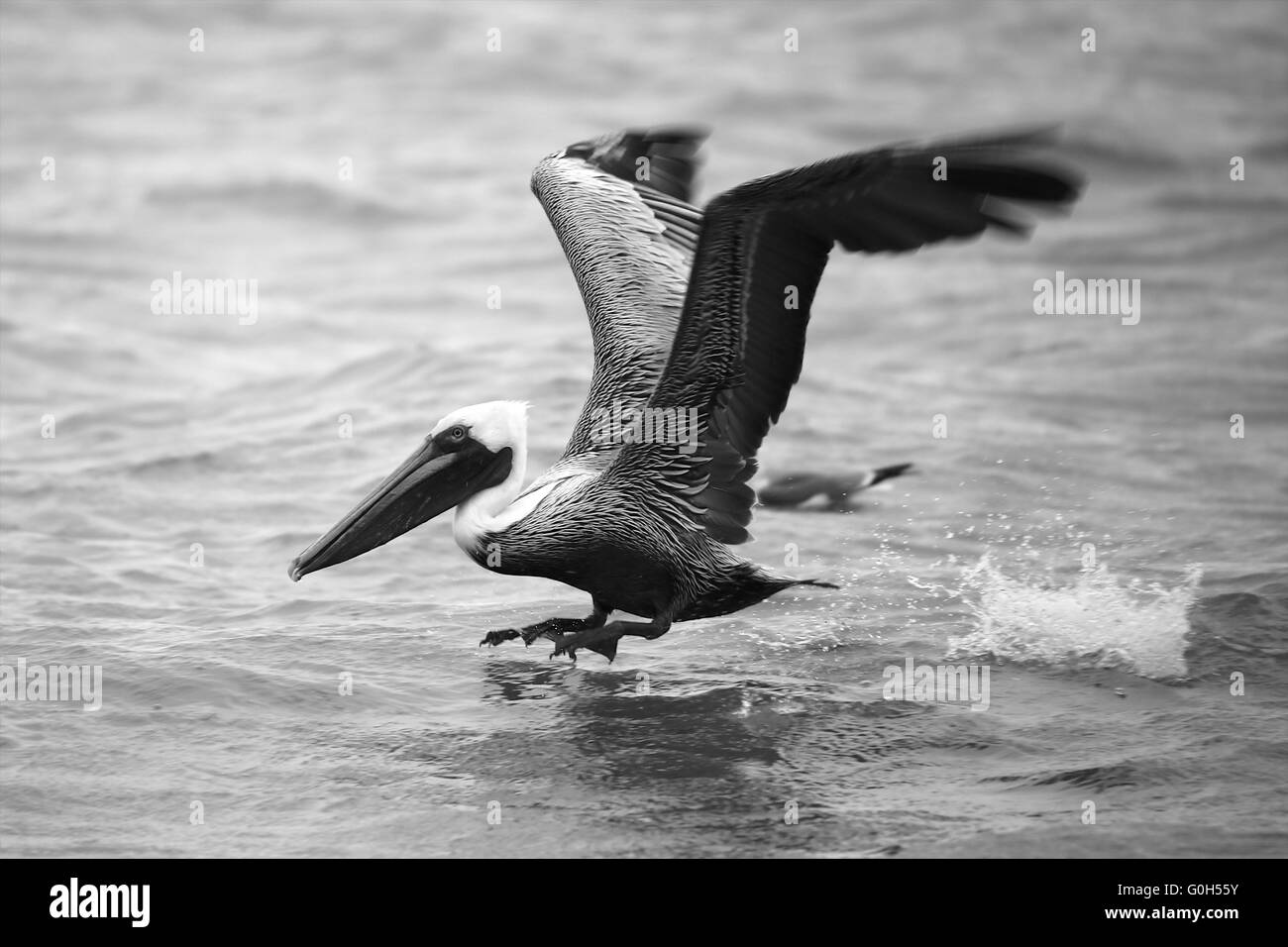 Pelican in atterraggio a everglades Foto Stock