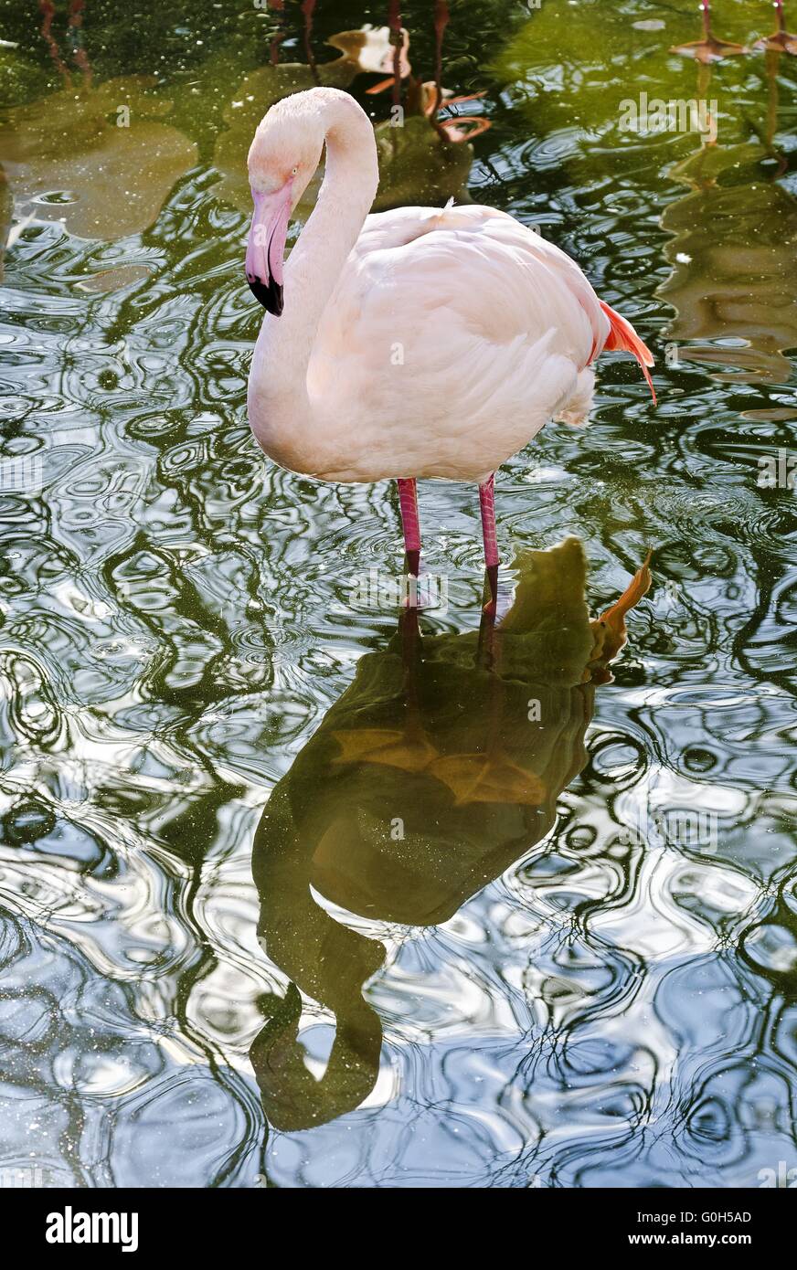 Fenicottero rosa e la sua immagine speculare Foto Stock