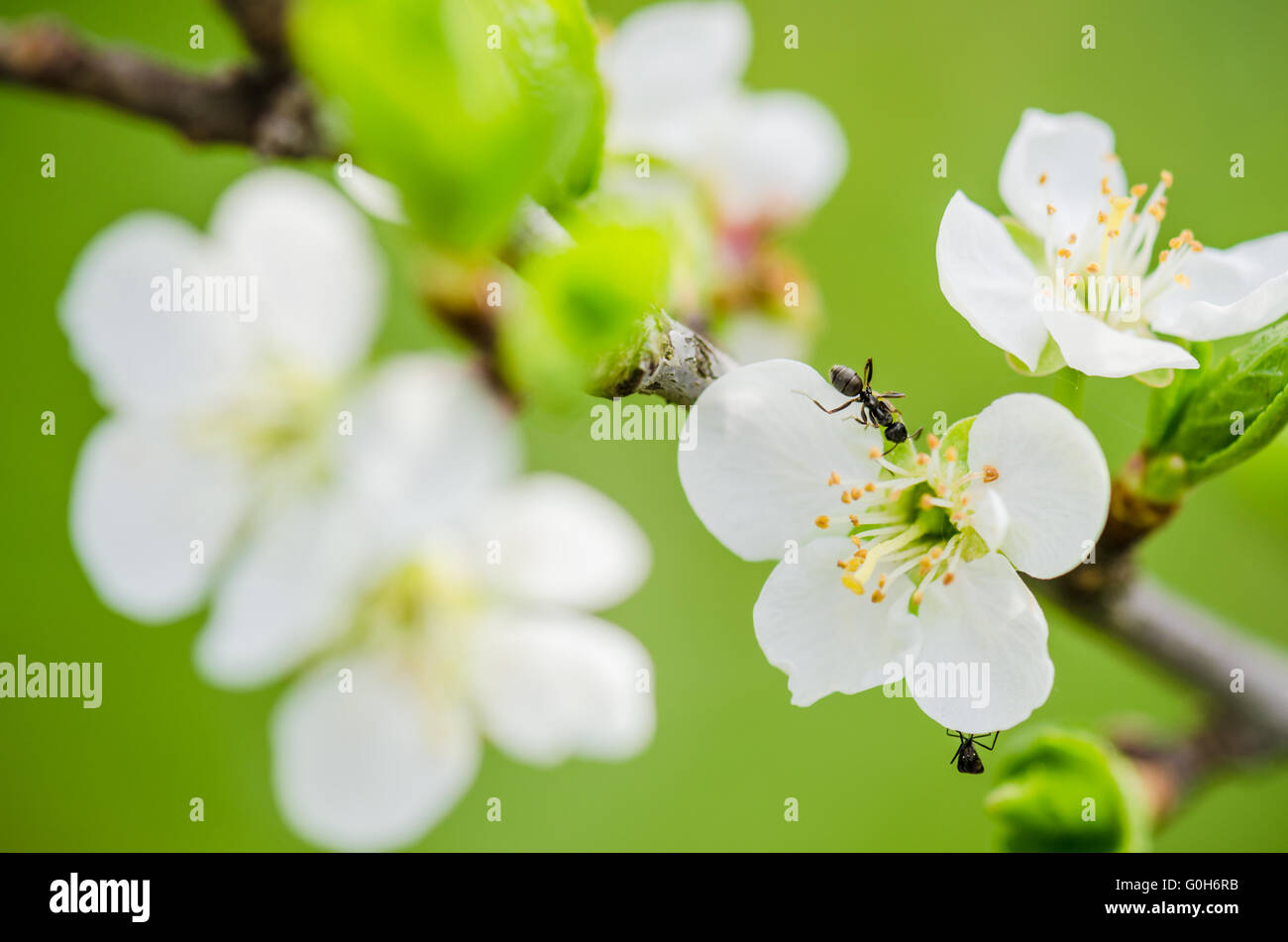 La formica viene eseguito su un ramo di fioritura di prugna, una chiusura Foto Stock