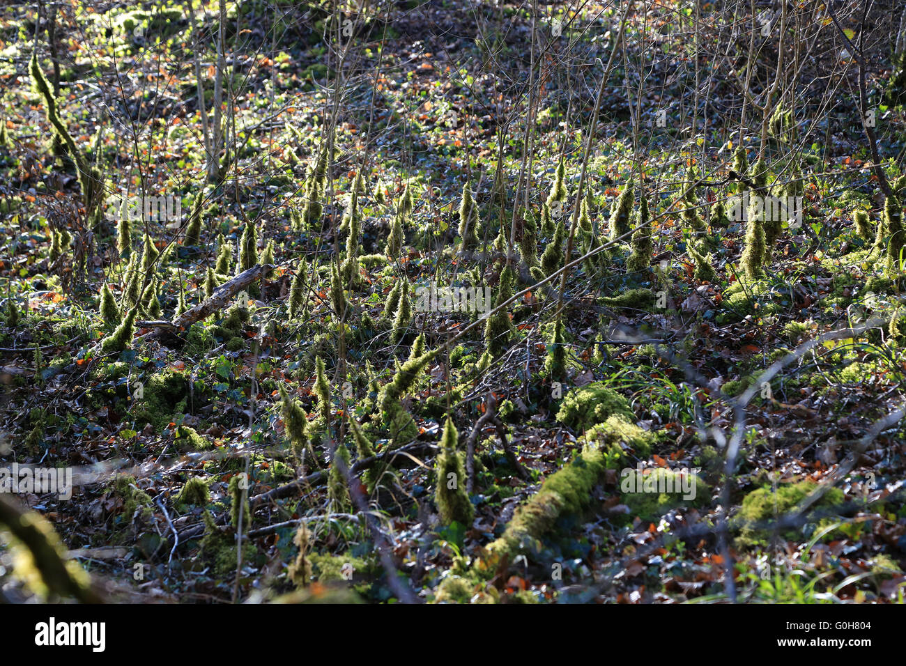 Forest Floor con moss Foto Stock