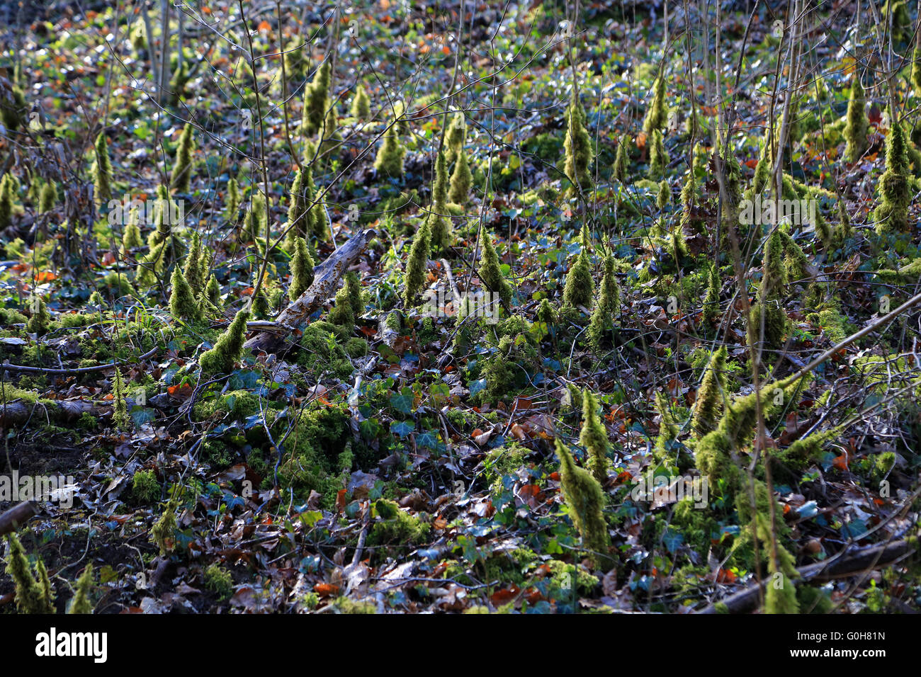 Forest flor con moss Foto Stock