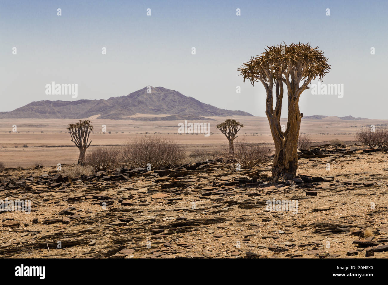 Tre isolati Quiver tree, Aloe Dichotoma, con montain in background. La Namibia. L'Africa. Foto Stock