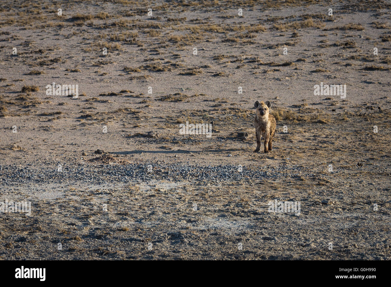 Baby iena in piedi da solo sui piani di apertura del Parco Nazionale di Etosha, Namibia. Foto Stock