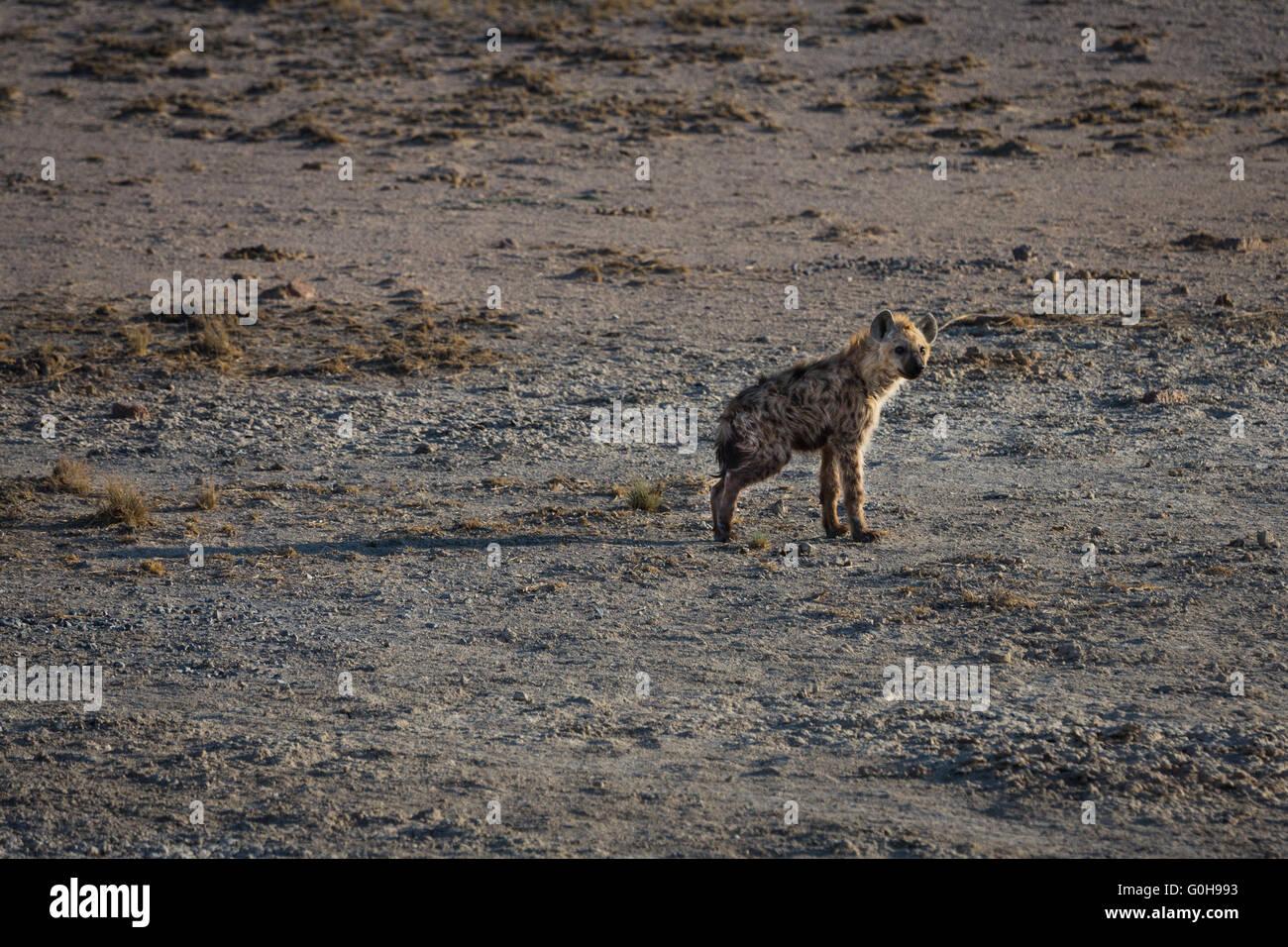 Baby iena in piedi da solo sui piani di apertura del Parco Nazionale di Etosha, Namibia. Con una gamba rotta Foto Stock