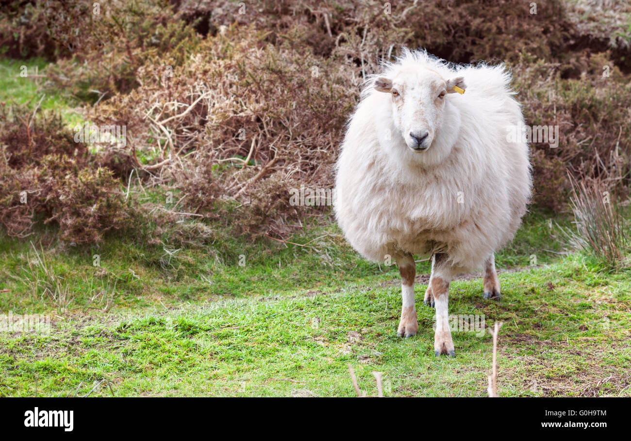 Le pecore di montagna in piedi su erba verde Foto Stock