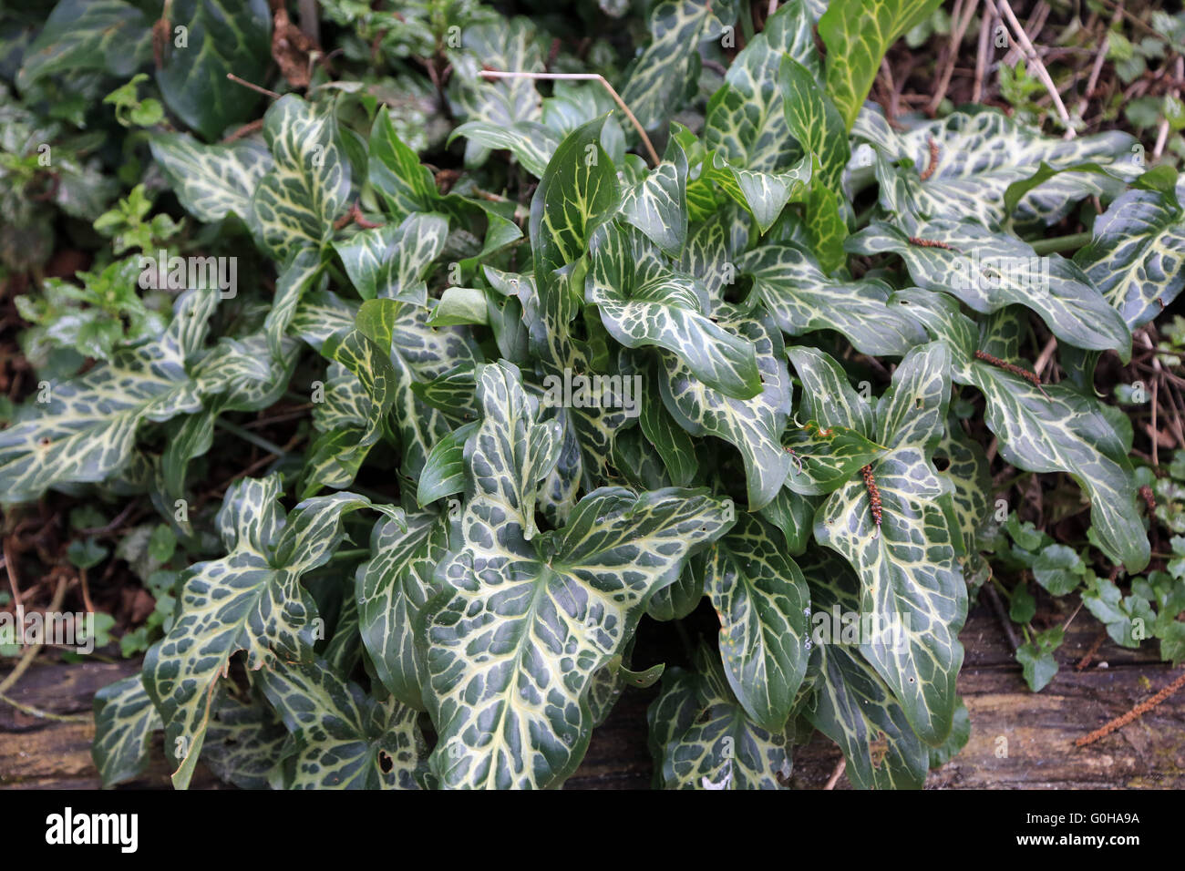 Foglie di Arum italiano Foto Stock