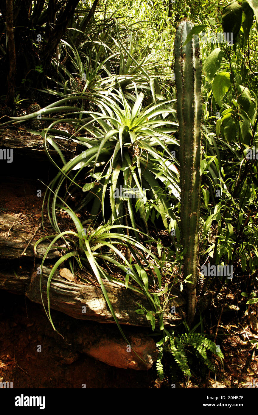 Cactus, di aloe e di felci che cresce in una foresta secca naturale con altre piante in ombra parziale e pezzata dalla luce del sole. Foto Stock