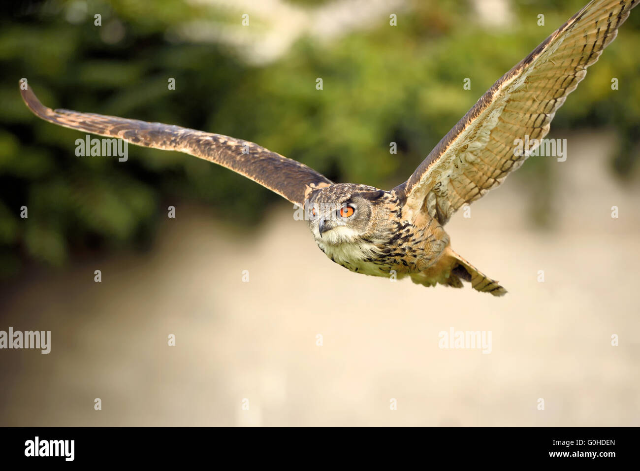 Gufo reale in volo Foto Stock