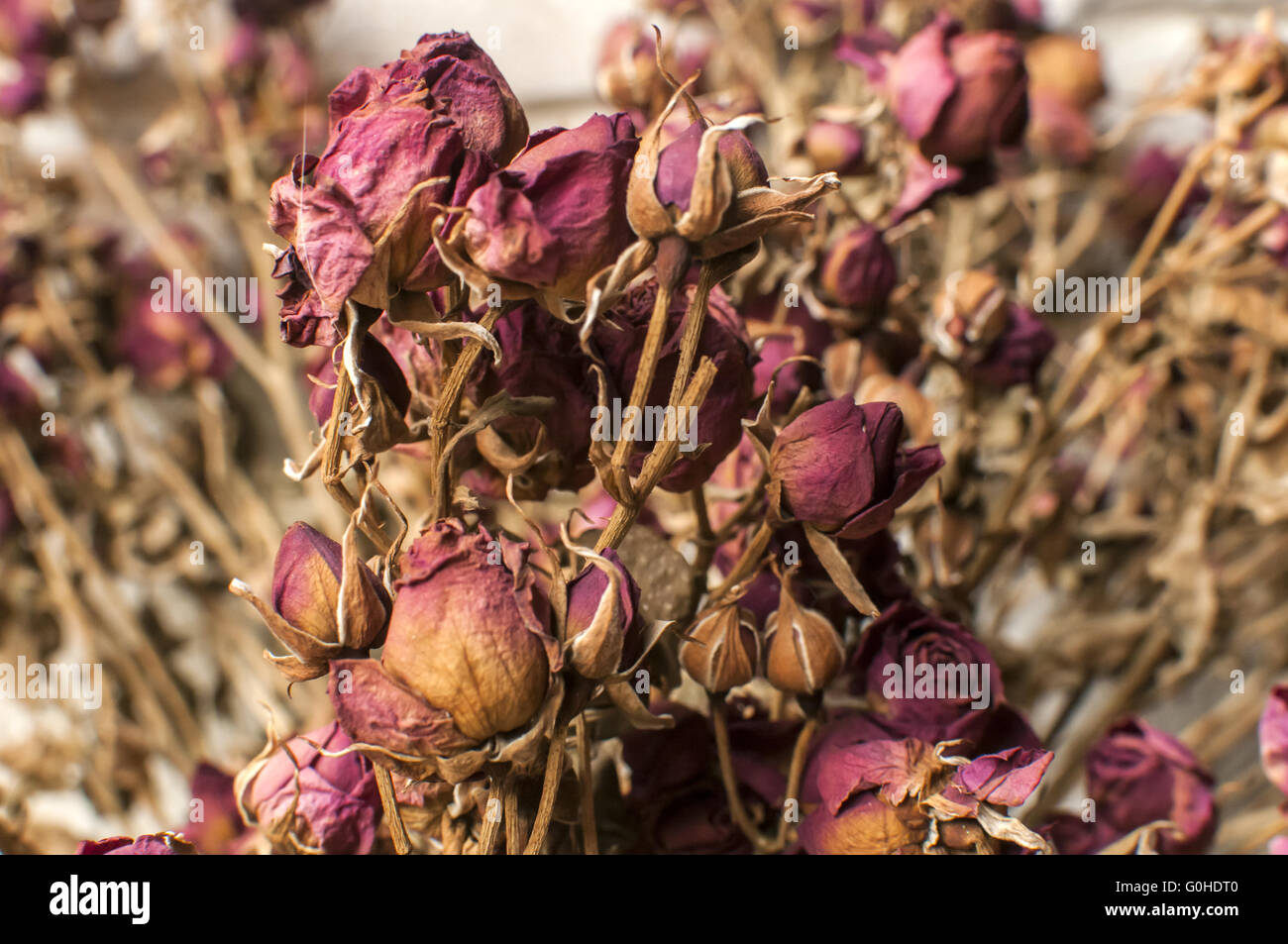 Un bouquet di essiccato rosa rose rosse closeup Foto Stock