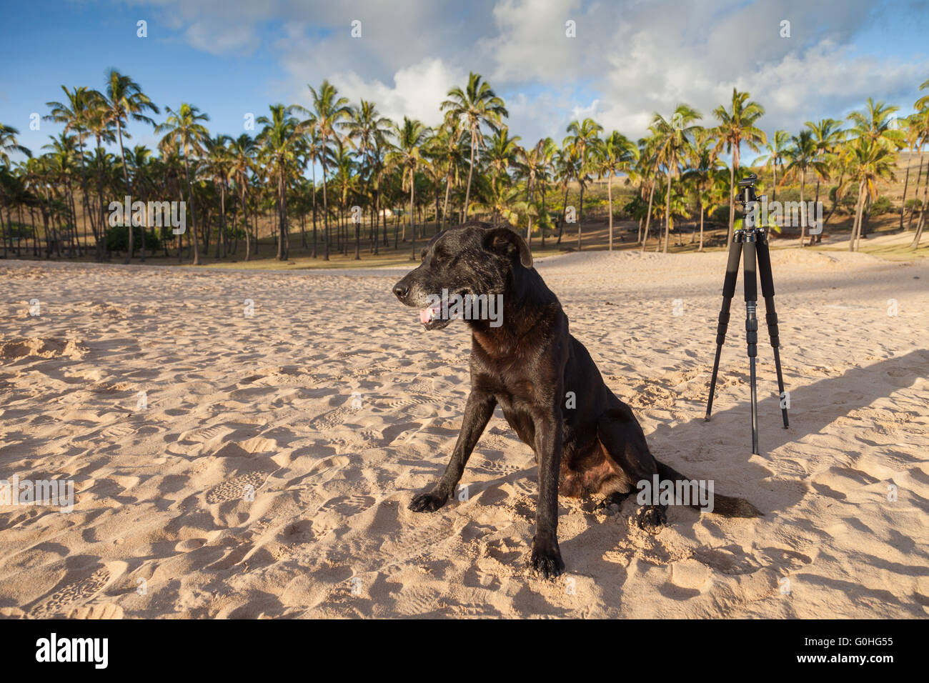 Cane sulla spiaggia di Anakena Foto Stock