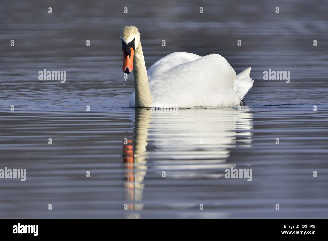 Cigno reale Foto Stock