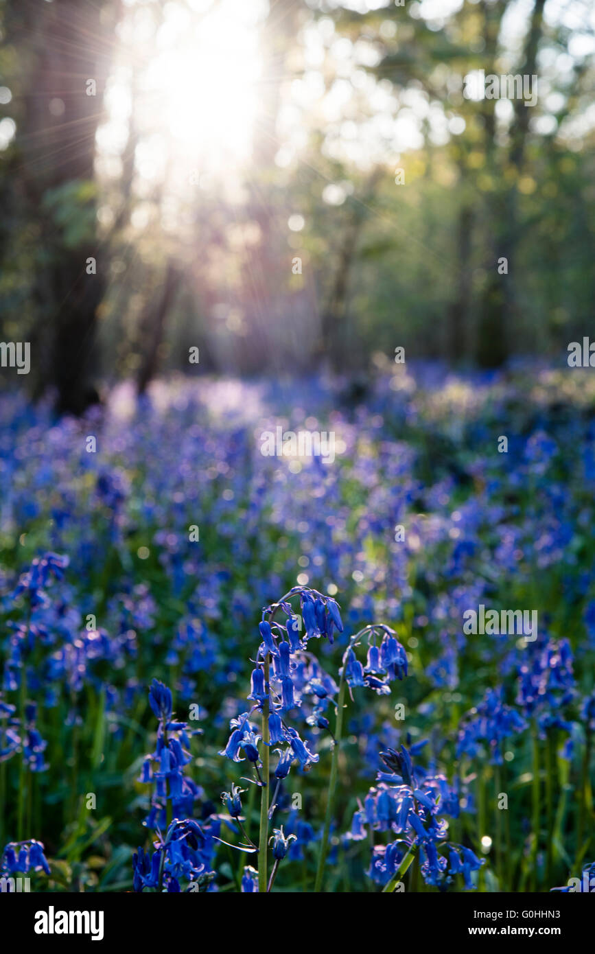 Un bluebell wood nel Wiltshire, Regno Unito. Foto Stock
