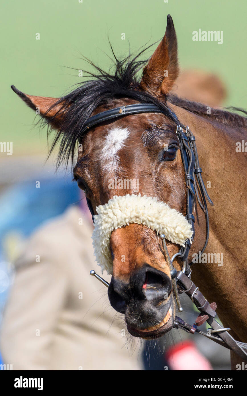 Ritratto di una baia cacciatore di lavoro con un bianco stella irregolare che indossa una briglia cavesson con una pelle di montone noseband coprire Foto Stock