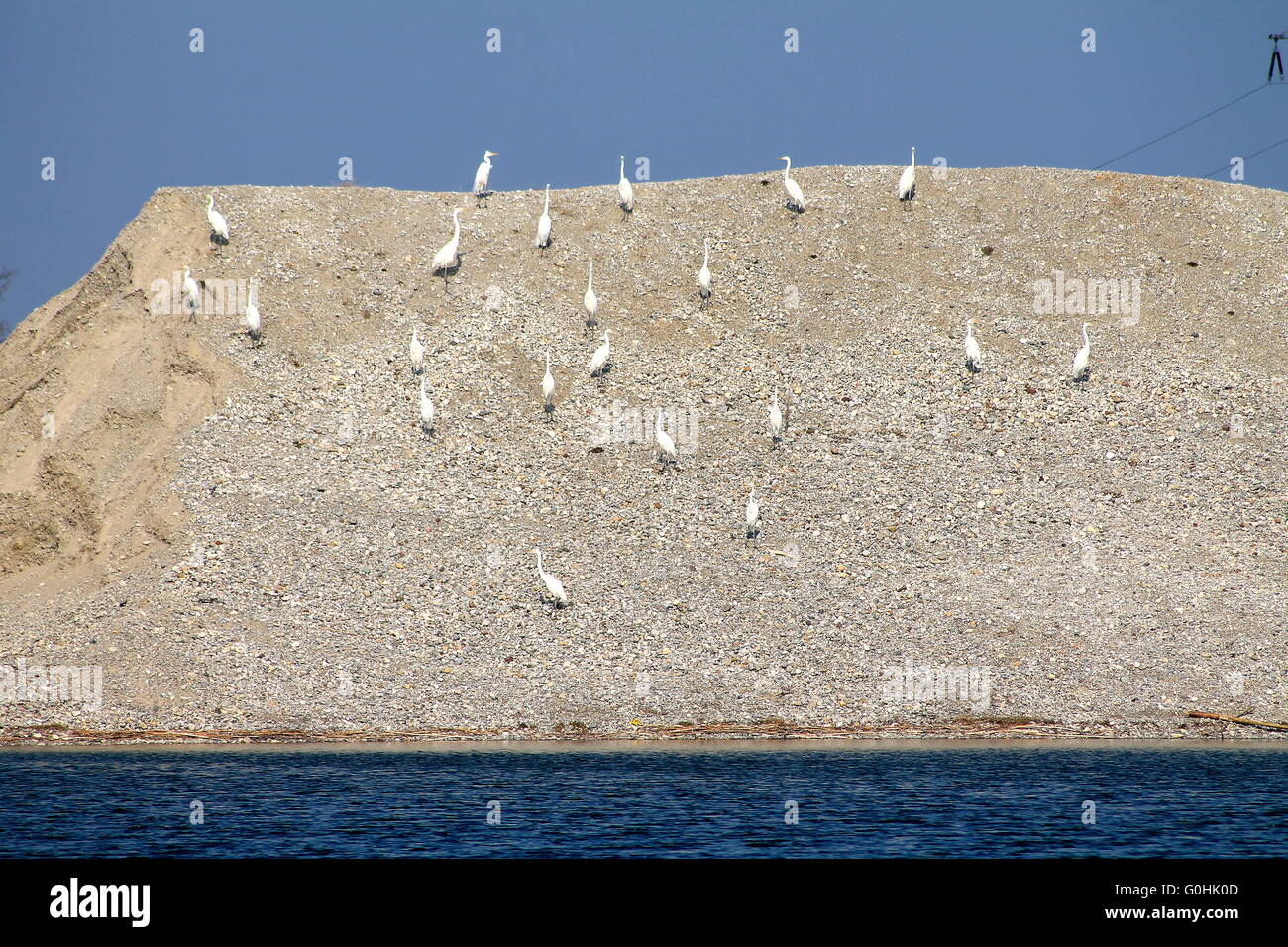 Garzetta colony a Lago Foto Stock