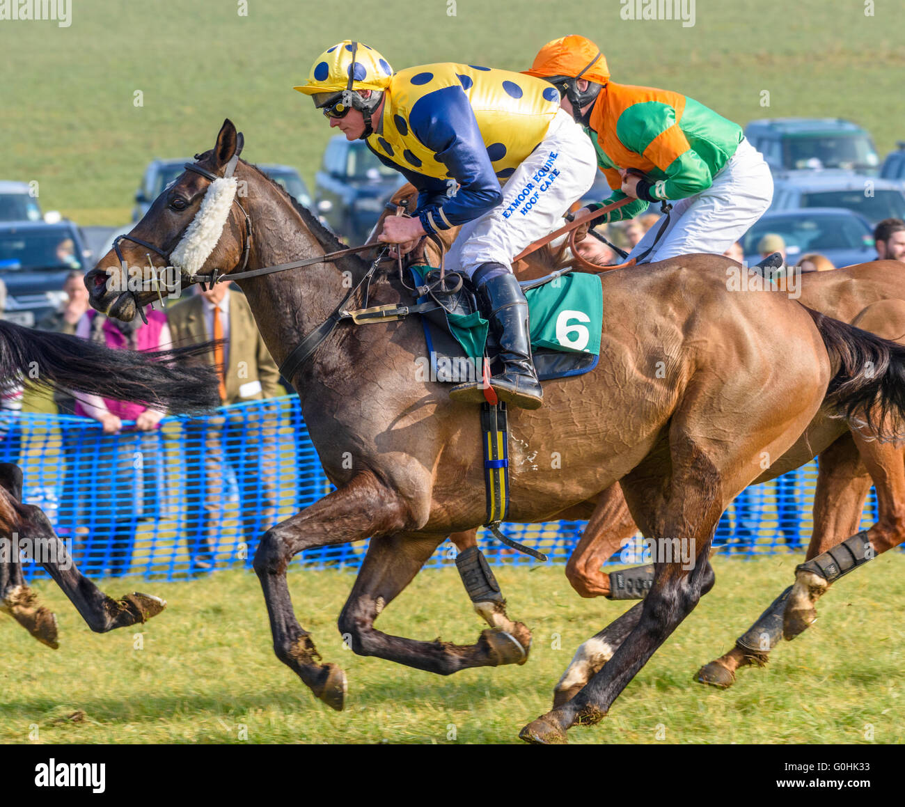 Jockey in seta gialla e blu da corsa a cavallo di un cacciatore di castagne al galoppo pieno in una gara point-to-point Foto Stock