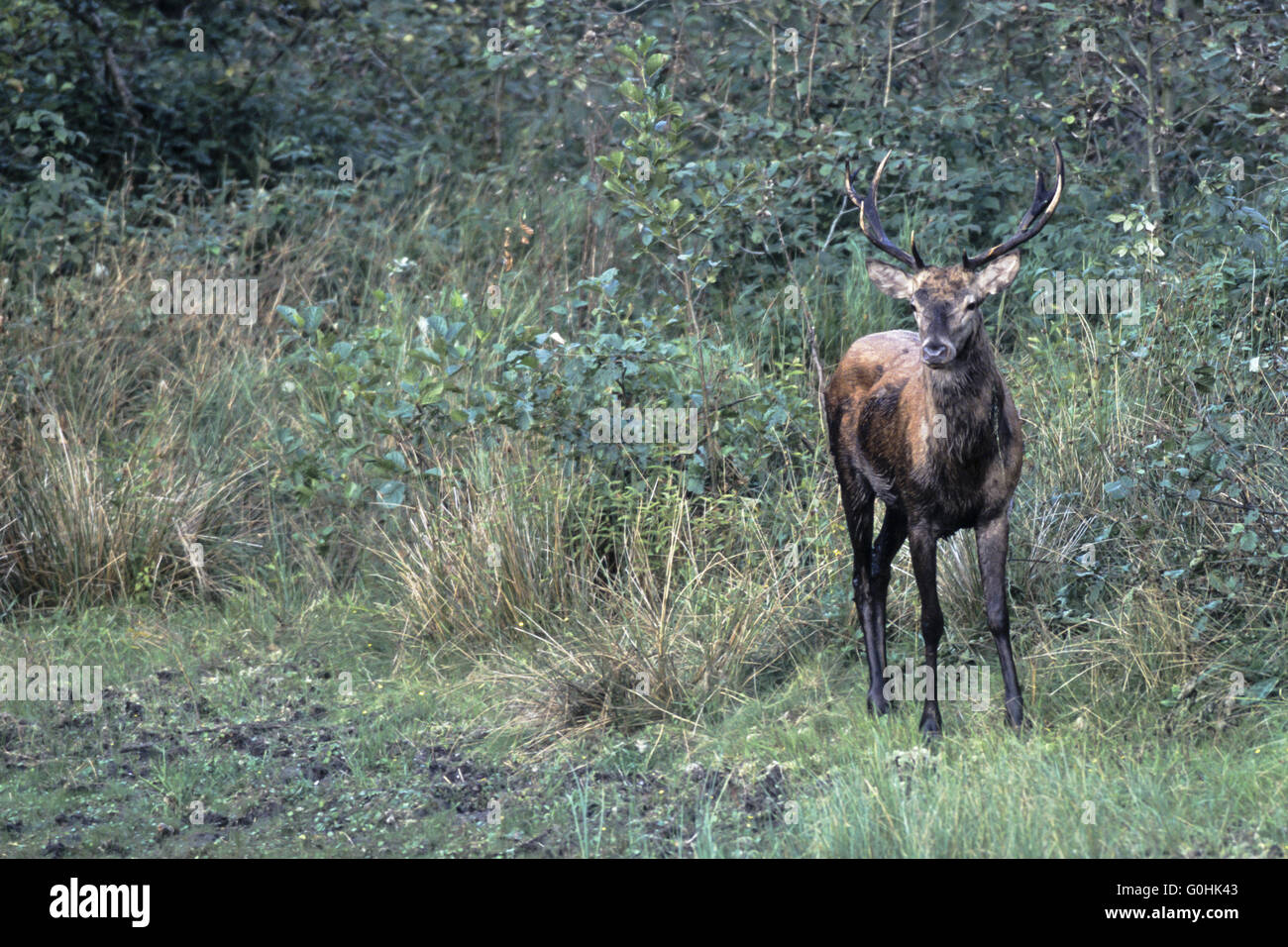Red Deer stag dopo sguazzare Foto Stock