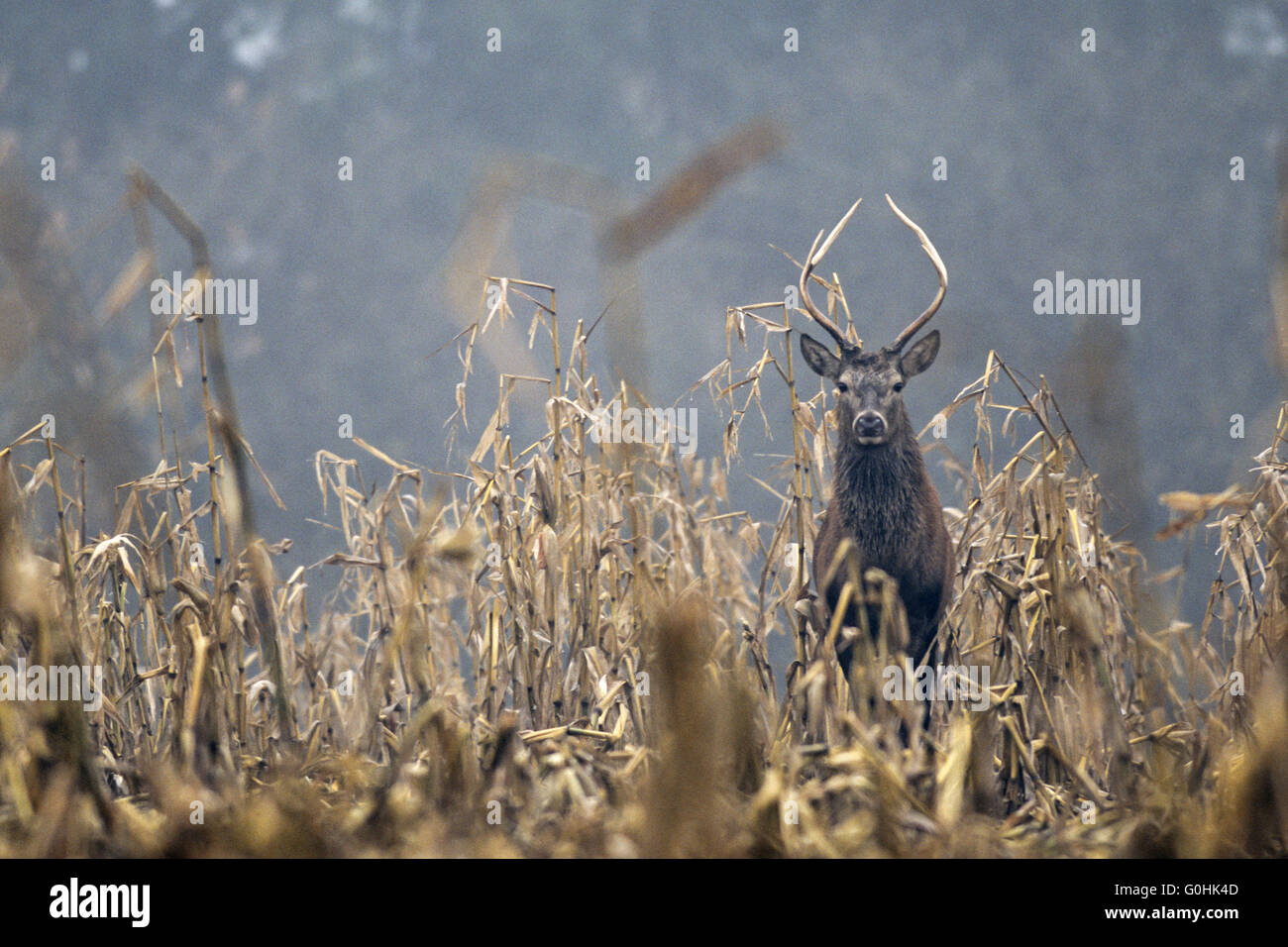 Red Deer cerbiatto in un campo di mais Foto Stock