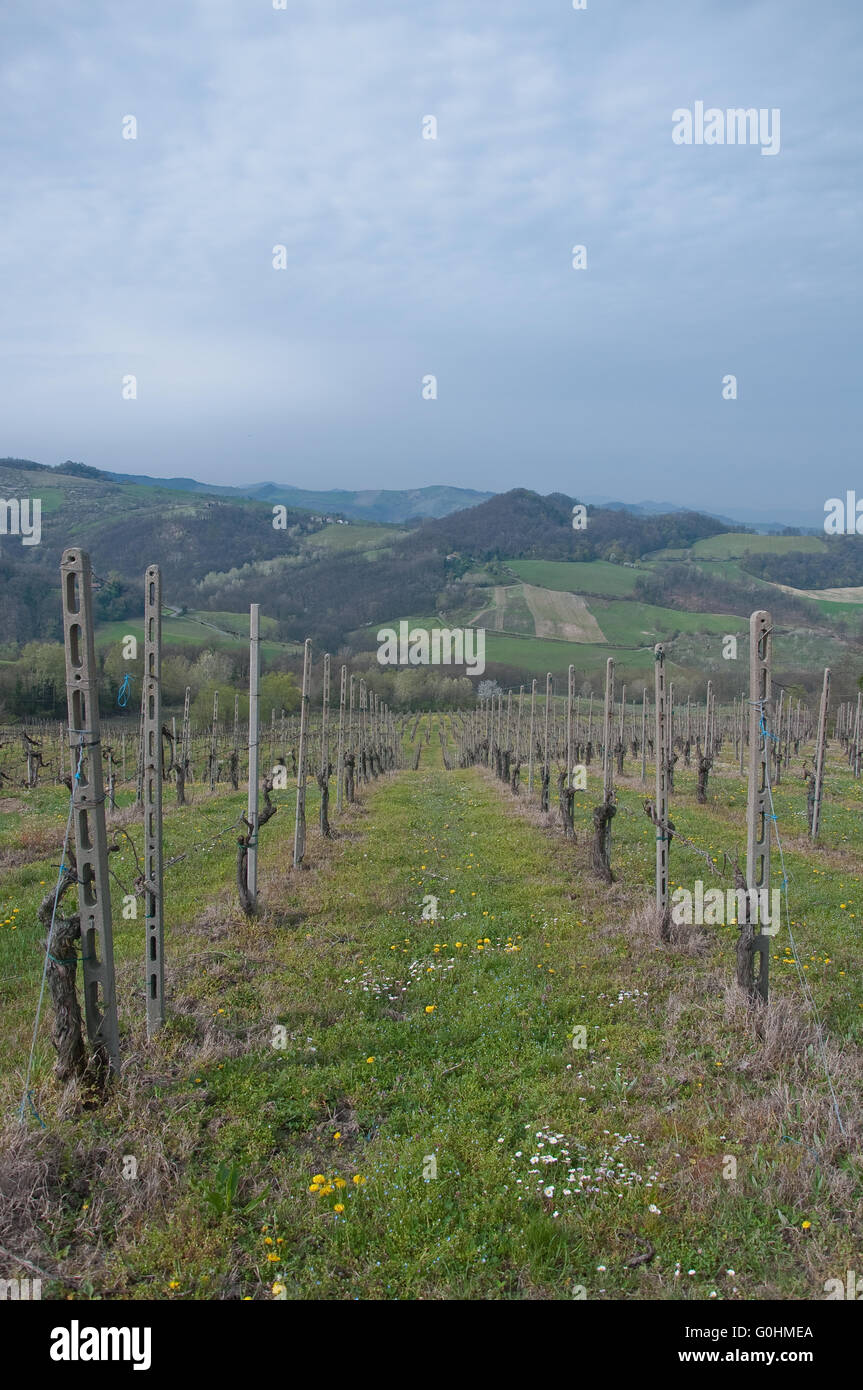 Il pinot nero vigna situata Oltrepo Pavese,Italia Autunno Città verde Italia Italiano Landmark natura Pinot Blanc Pinot Gris Pinot n. Foto Stock