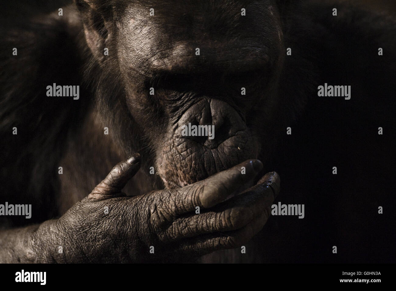 Scimpanzè Foto Stock
