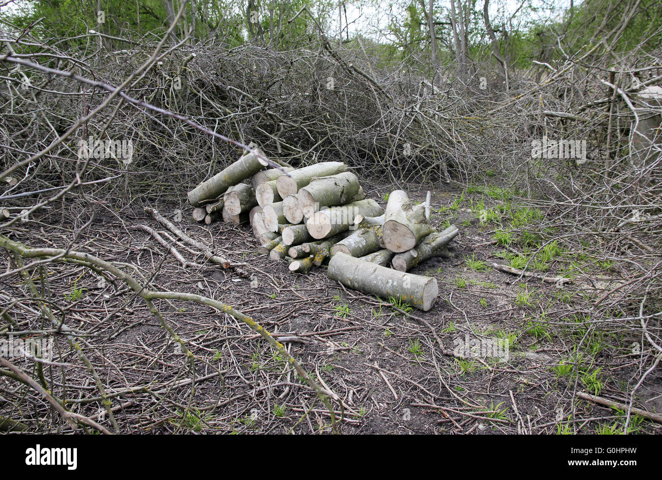 Gestione forestale in natura locale riserva Cambridgeshire Foto Stock