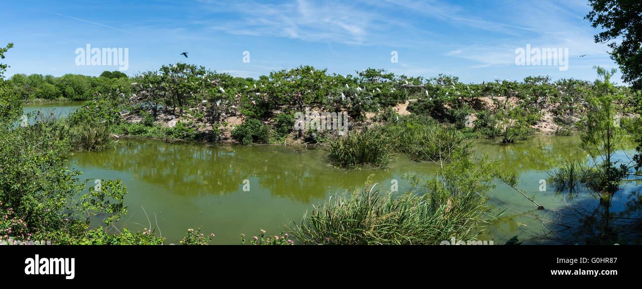 Vista panoramica della Rookery, terreno fertile per molti uccelli in Alto Isola, Texas, Stati Uniti d'America. Foto Stock