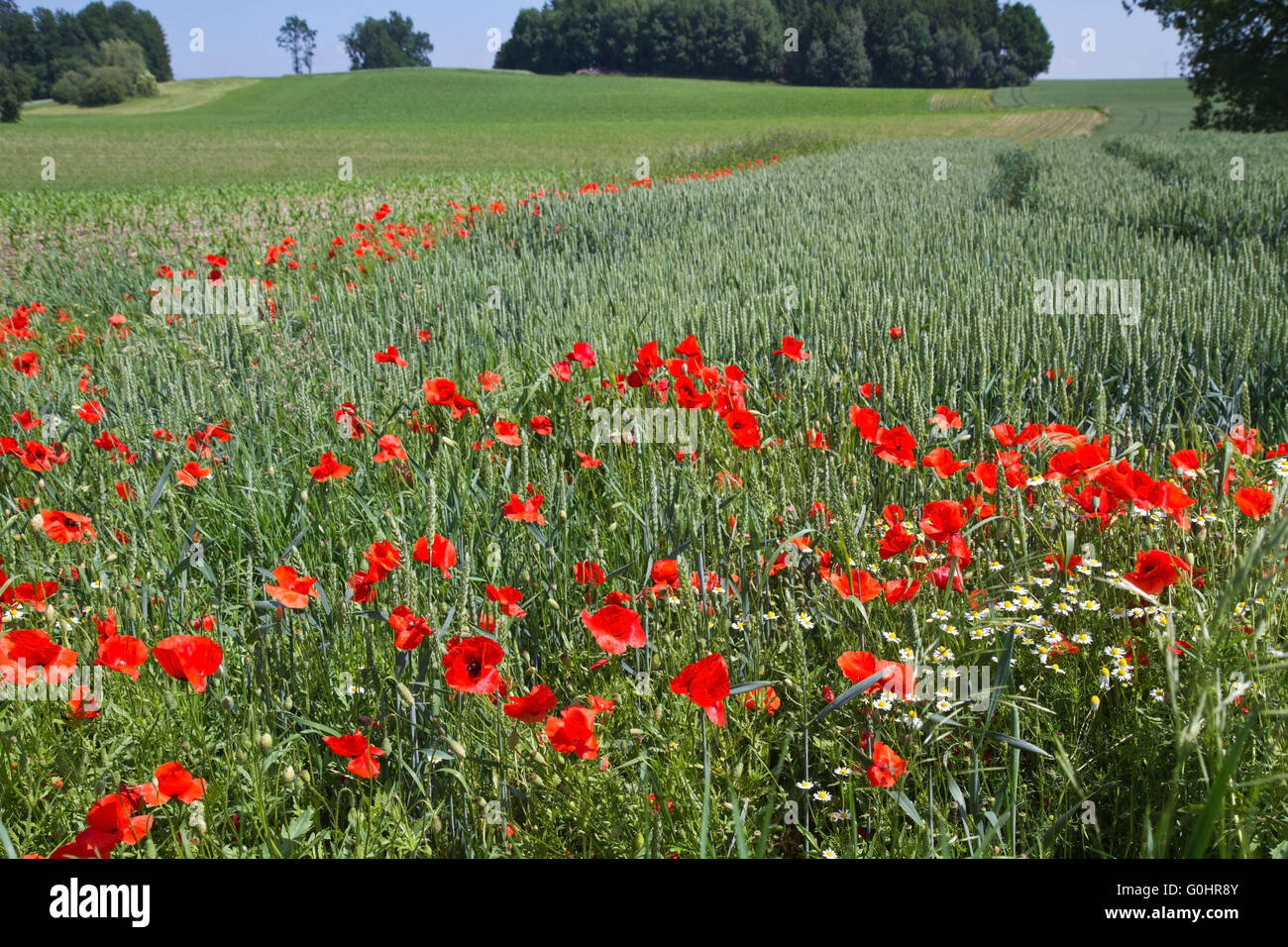 Papaveri di fronte ad un campo di grano in Baviera, germe Foto Stock