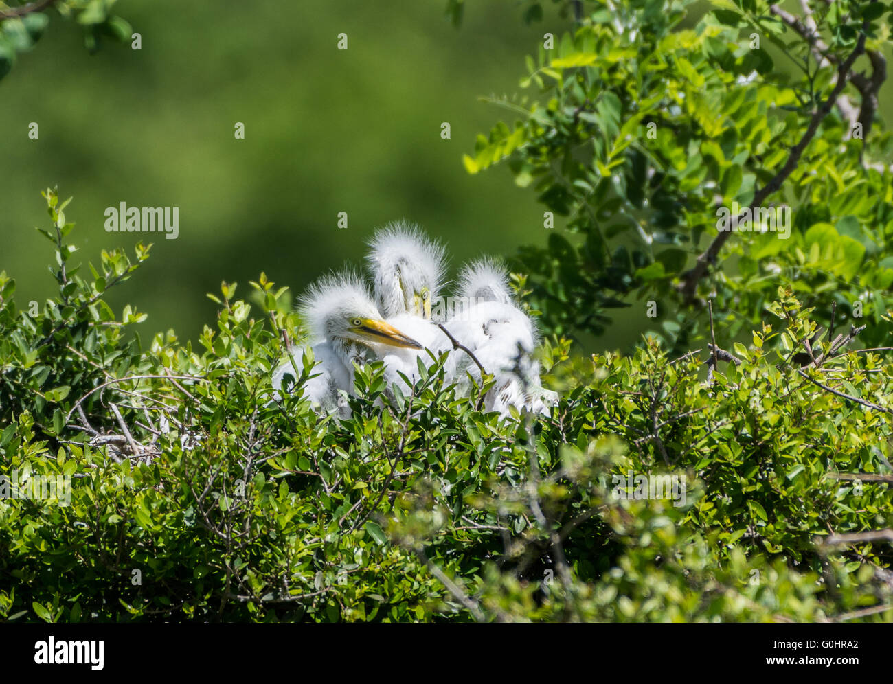 Tre grandi Garzetta pulcini (Ardea alba) nel loro nido a The Rookery. Alta Isola, Texas, Stati Uniti d'America. Foto Stock