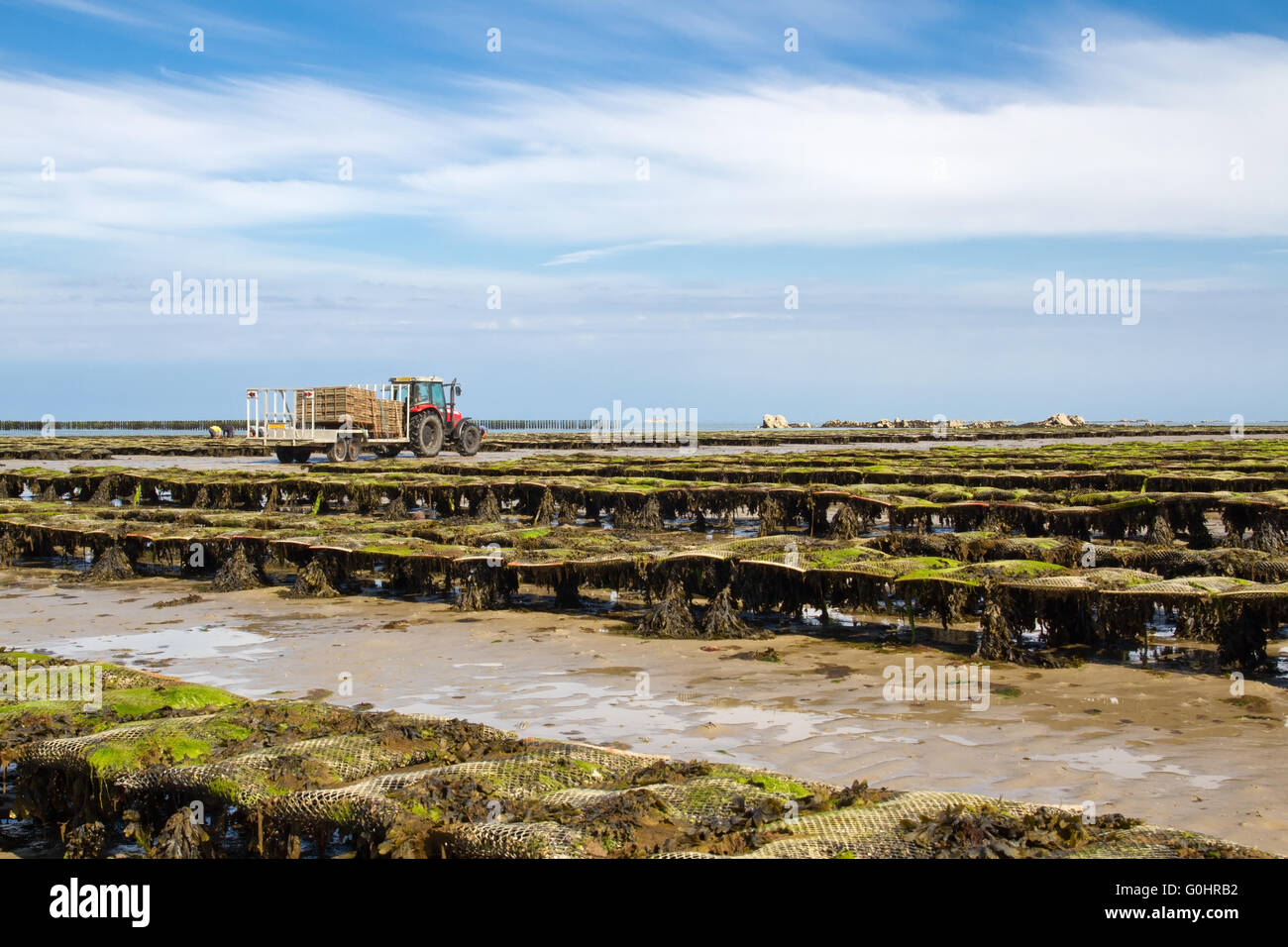 Ostriche, Jersey, Regno Unito Foto Stock