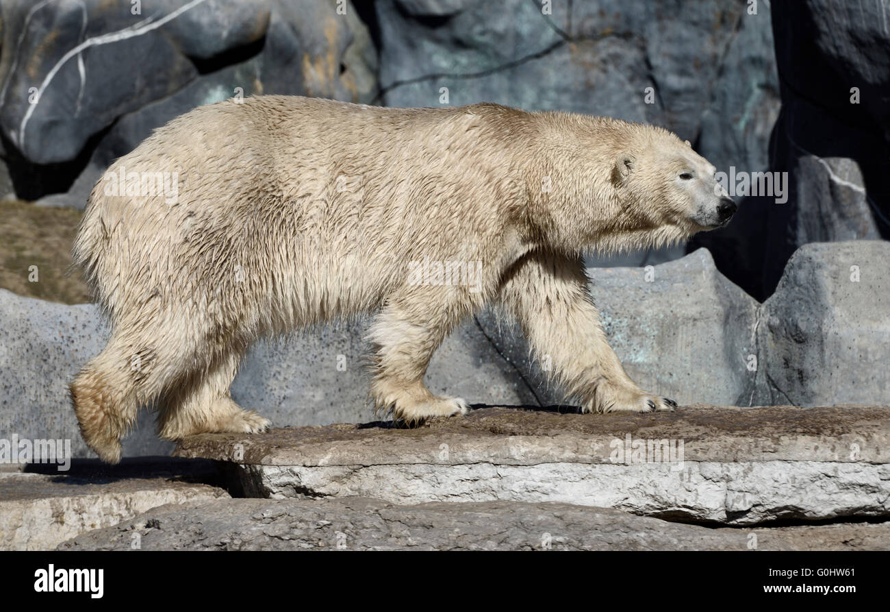 Captive Orso Polare camminando sulle rocce dopo una nuotata Foto Stock