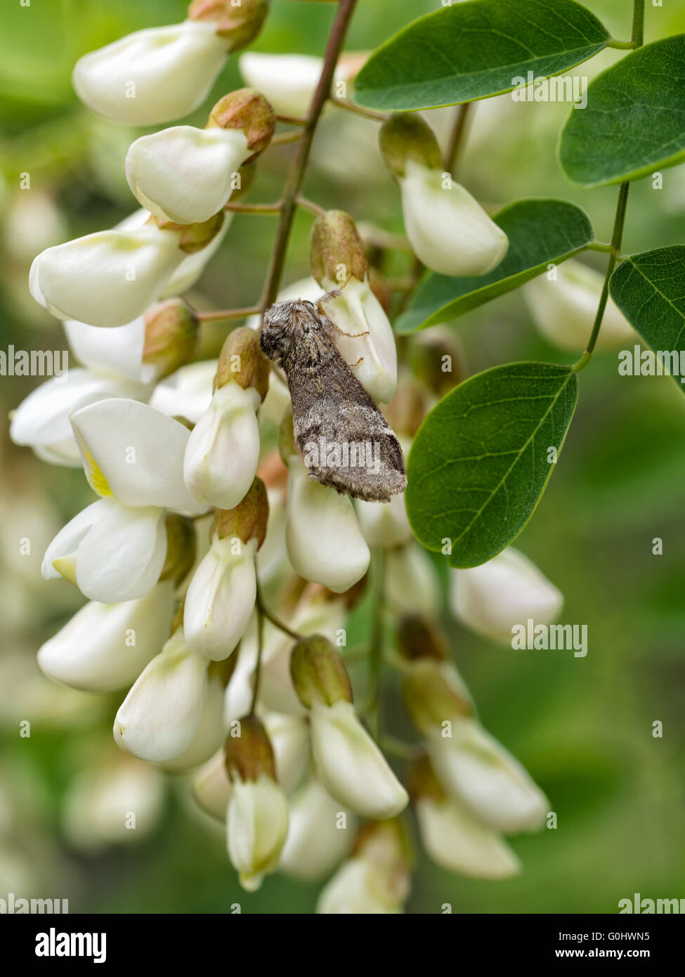 Drymonia dodonaea. Marrone marmorizzato moth su acacia fiori. Foto Stock