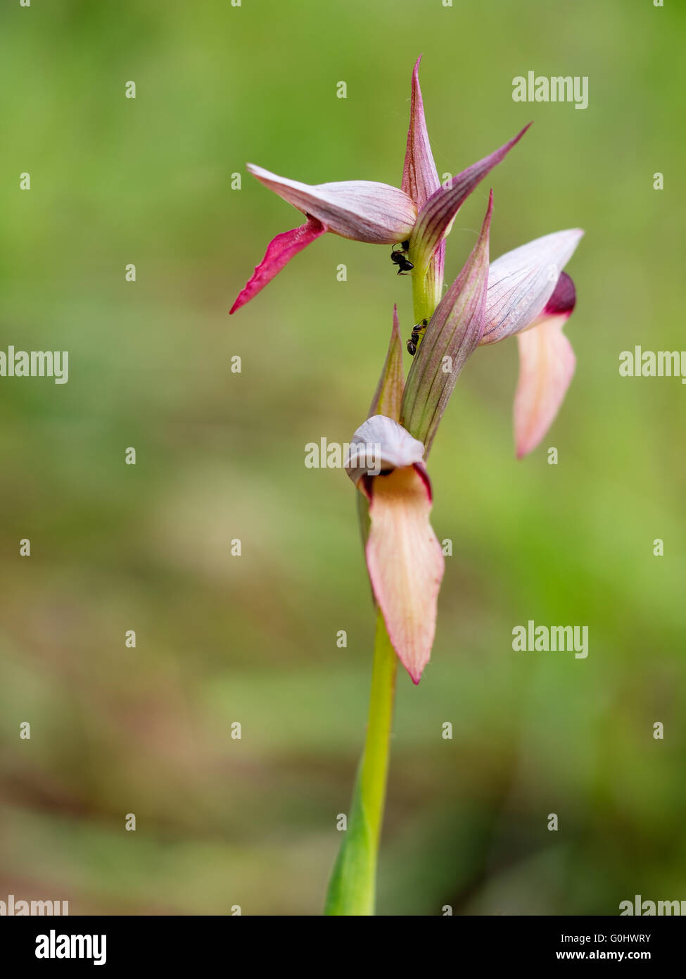 Tongue orchid in habitat naturali. Serapias lingua. Foto Stock