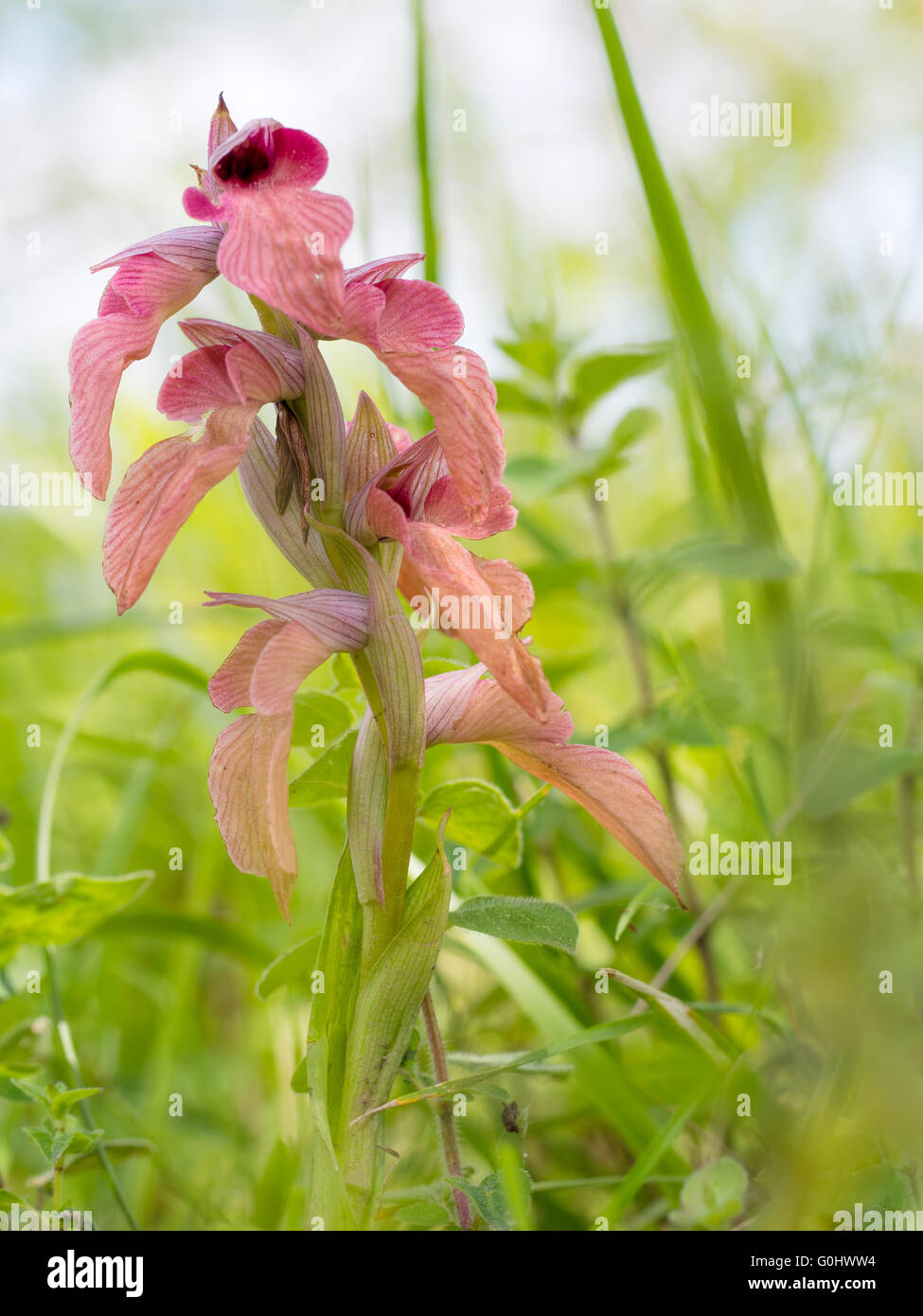 Unione fiore di primavera, piuttosto rari. Serapias neglecta. Wild Orchid. Foto Stock