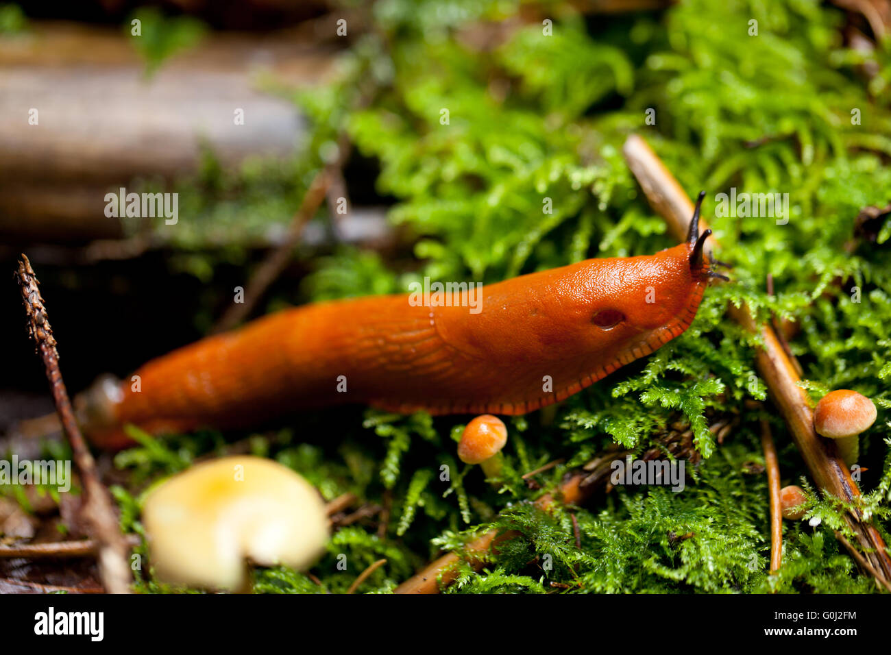 Red slug arion rufus viscido dalla natura verde lento selvatica Foto Stock