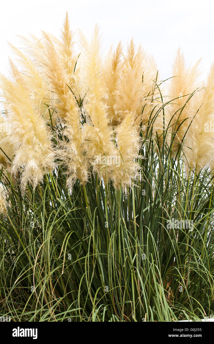 Erba feathery all'aperto in background Foto Stock