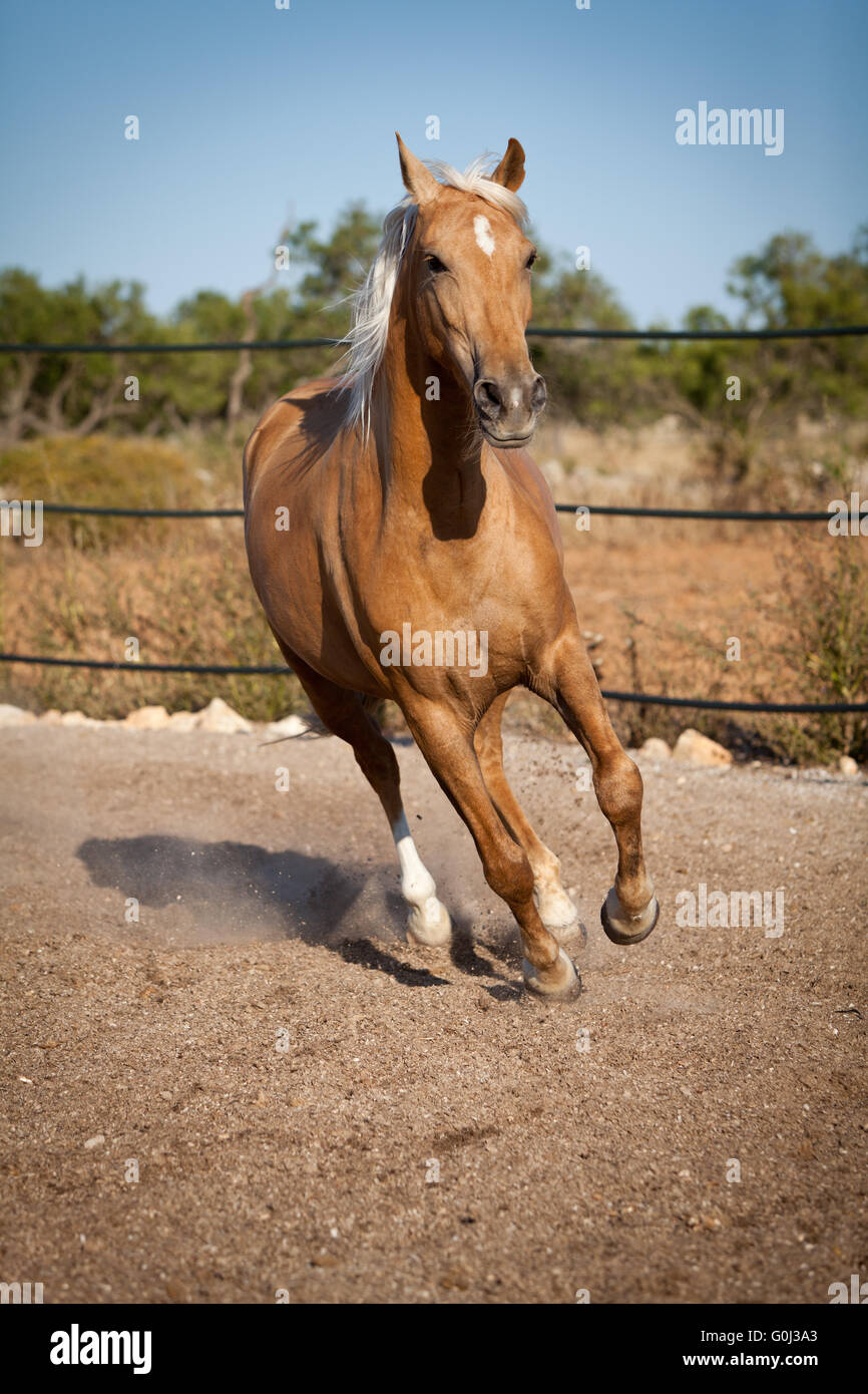 Bella bionda cruzado cavallo cavallo fuori campo ranch Foto Stock