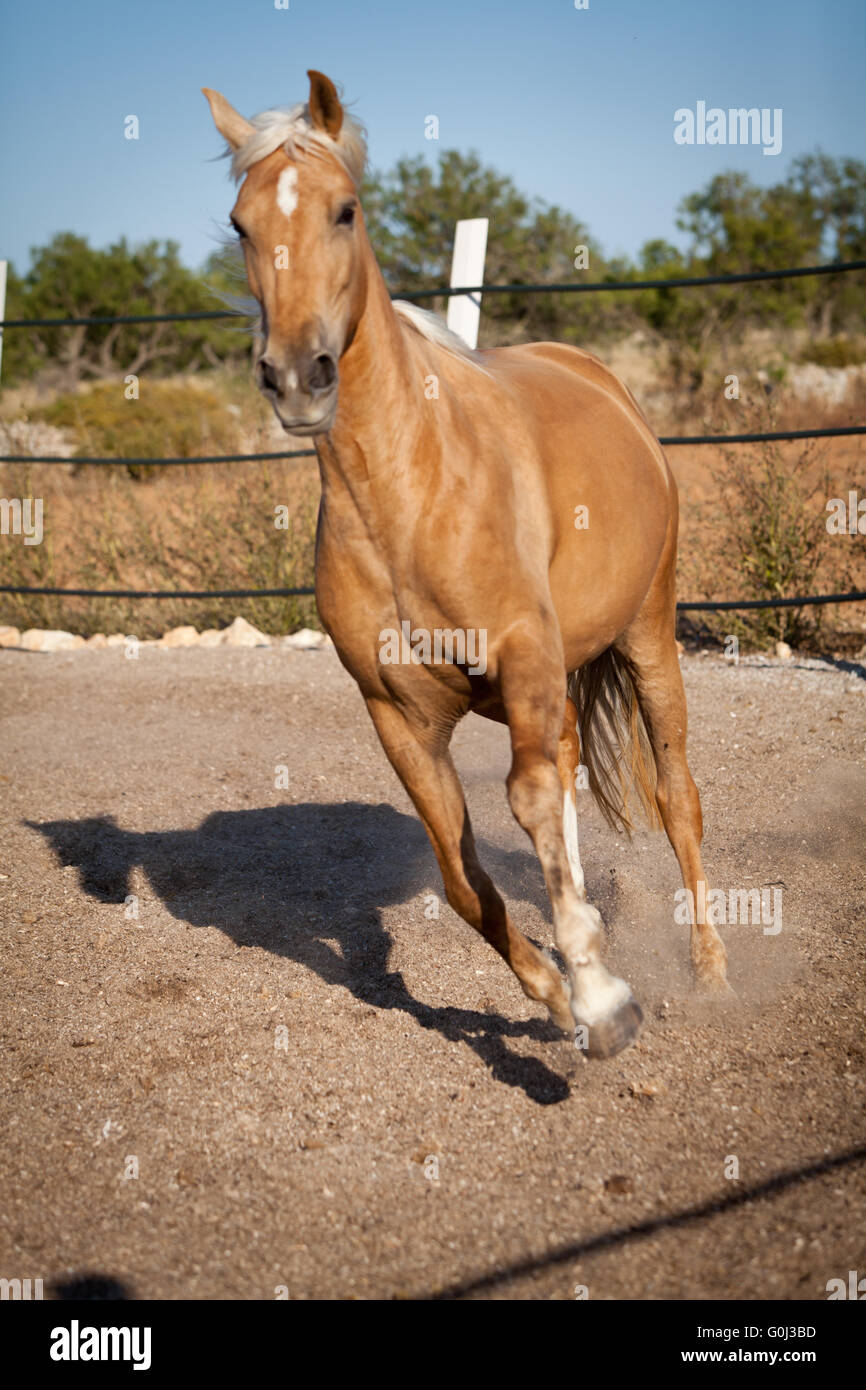 Bella bionda cruzado cavallo cavallo fuori campo ranch Foto Stock