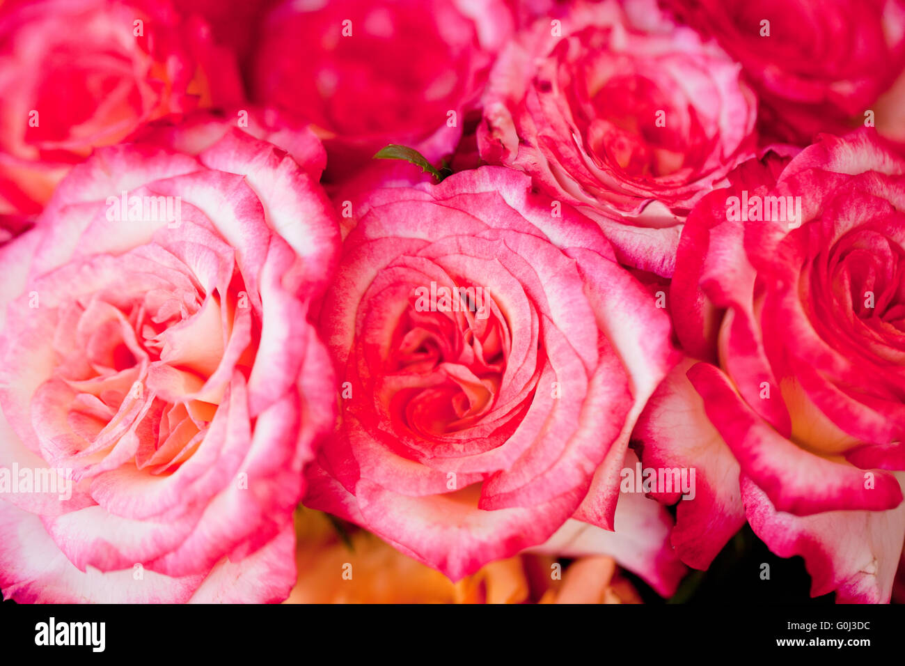 Colorata bellissime rose fiori macro closeup sfondo della scheda Foto Stock