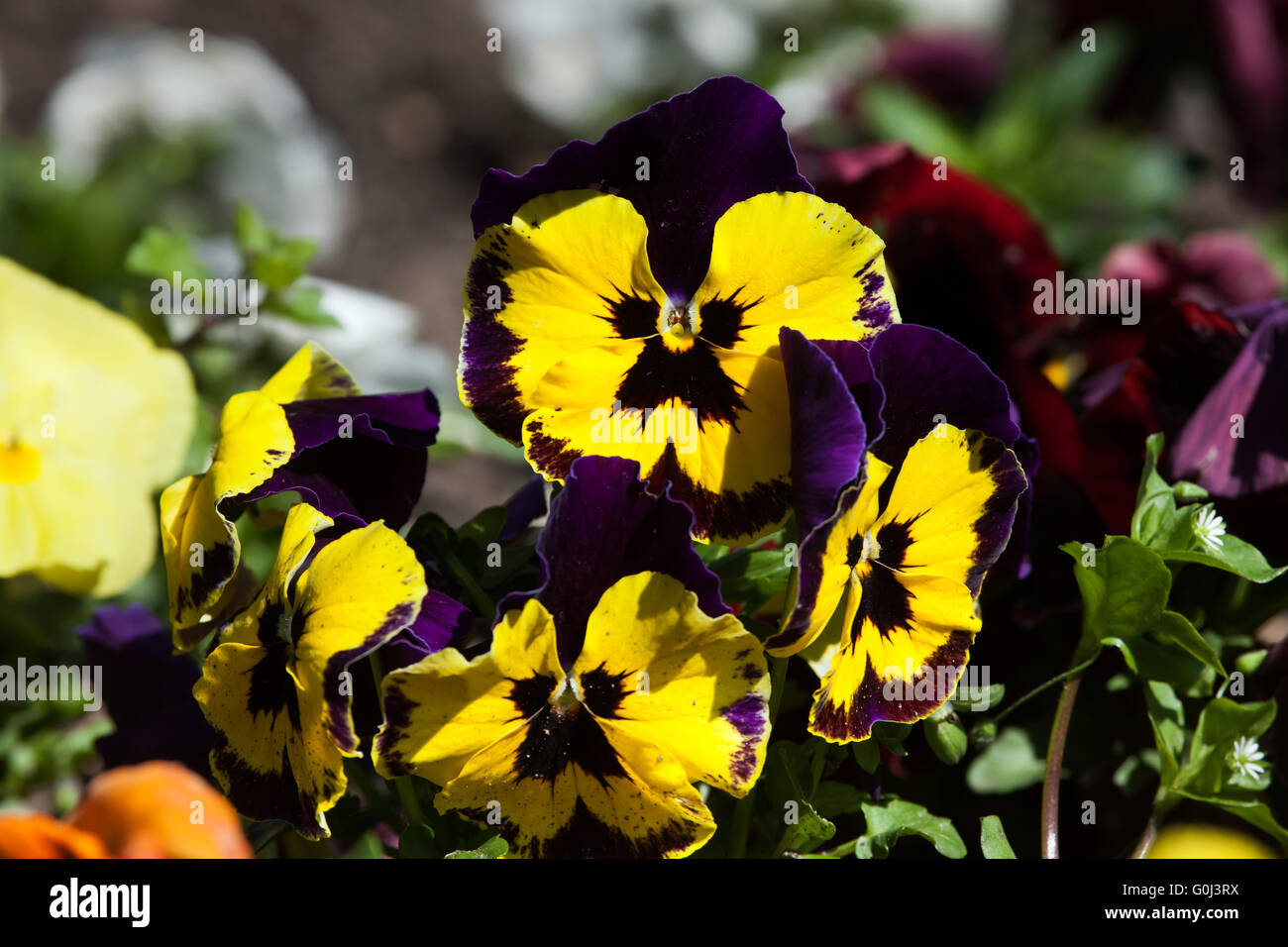 Giardino pansy (Viola tricolore var. hortensis). Foto Stock