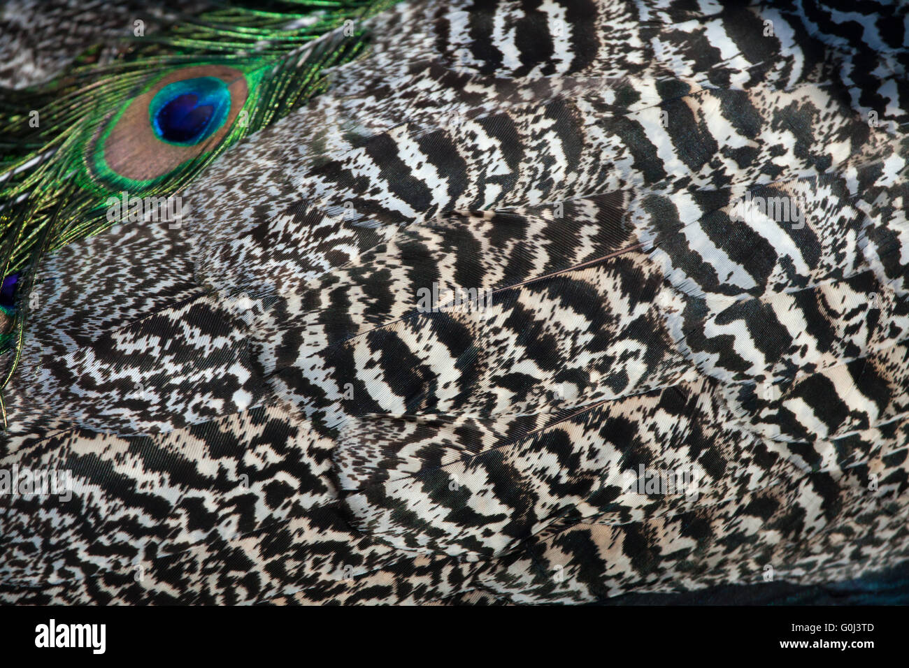 Piumaggio di indiani peafowl (Pavo cristatus), noto anche come il peafowl blu. La vita selvatica animale. Foto Stock