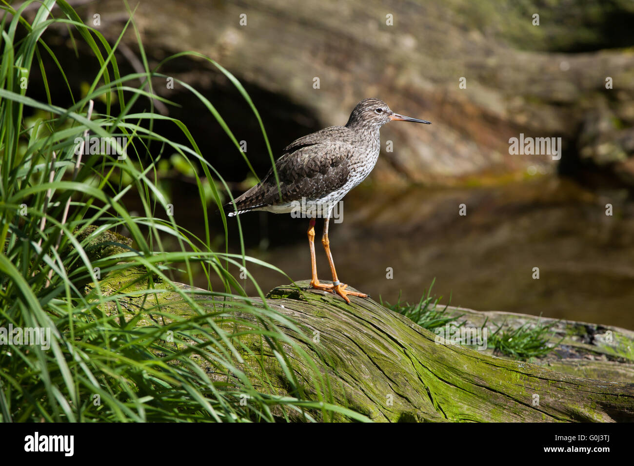 Comune (redshank Tringa totanus) presso lo Zoo di Dresda, Sassonia, Germania. Foto Stock