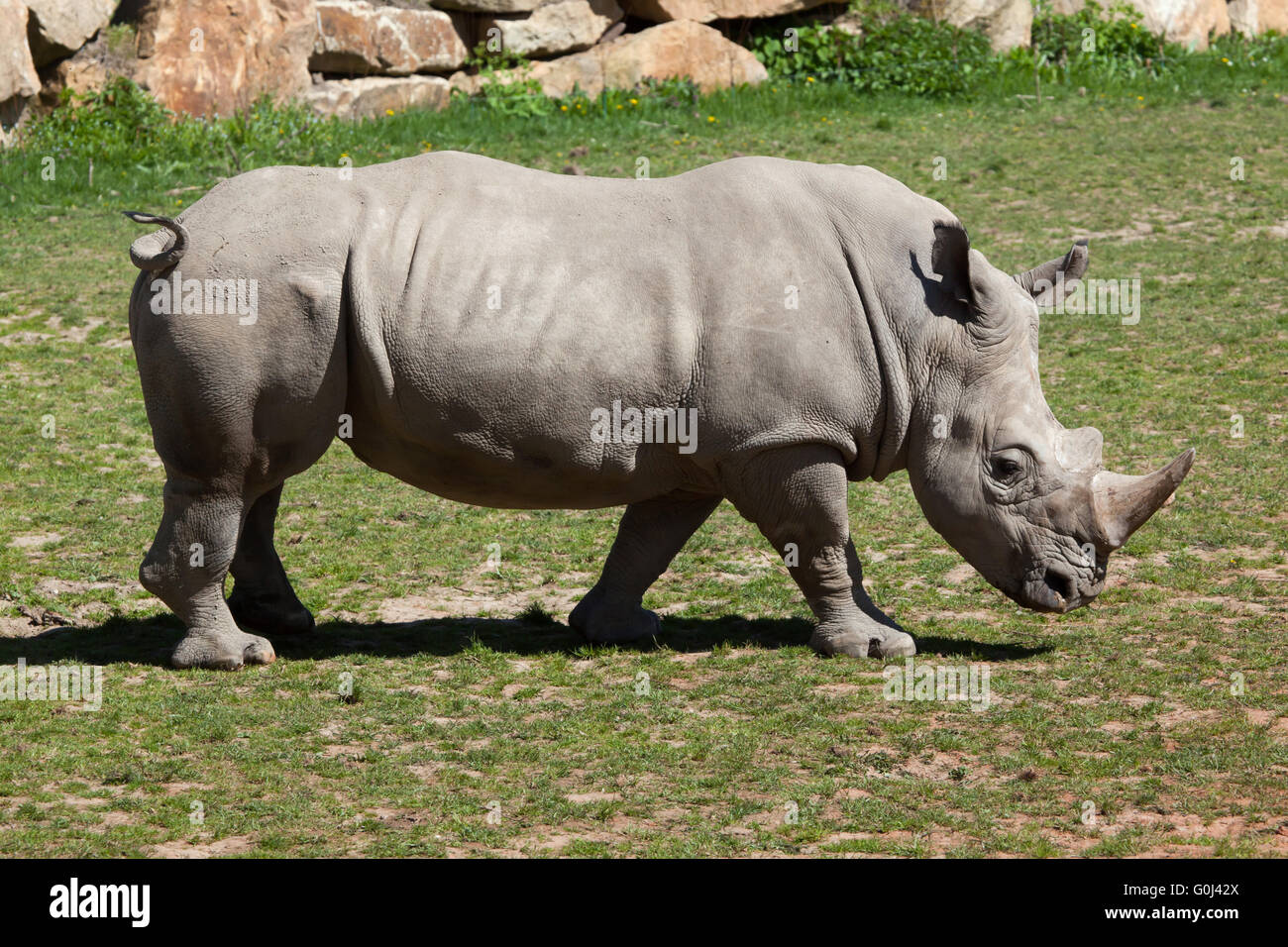 Rinoceronte bianco del sud (Ceratotherium simum simum) a Dvur Kralove Zoo, Repubblica Ceca. Foto Stock