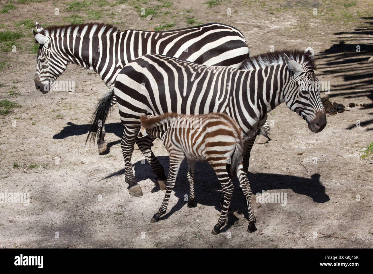 Grant's zebra (Equus quagga boehmi) a Dvur Kralove Zoo, Repubblica Ceca. Foto Stock