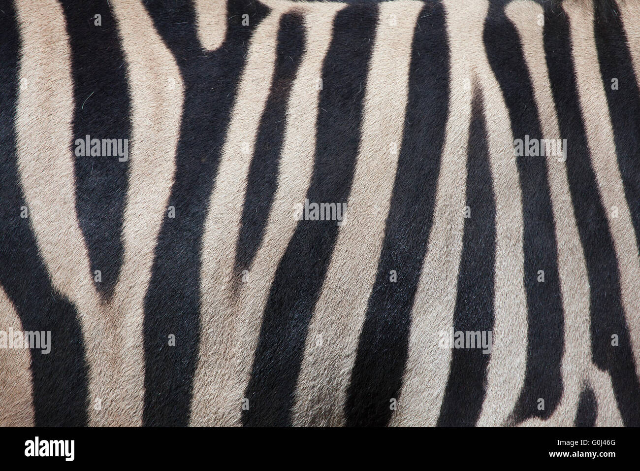 La Burchell zebra (Equus quagga burchellii), noto anche come il Damara zebra. La texture della pelle. La vita selvatica animale. Foto Stock