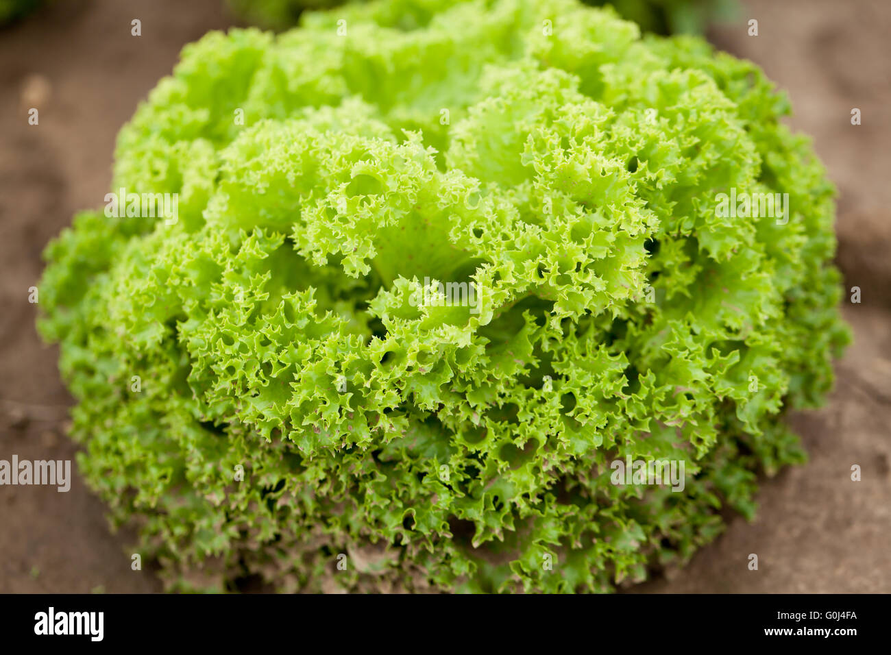 Fresco verde e rosso insalata di lattuga campo estate Foto Stock