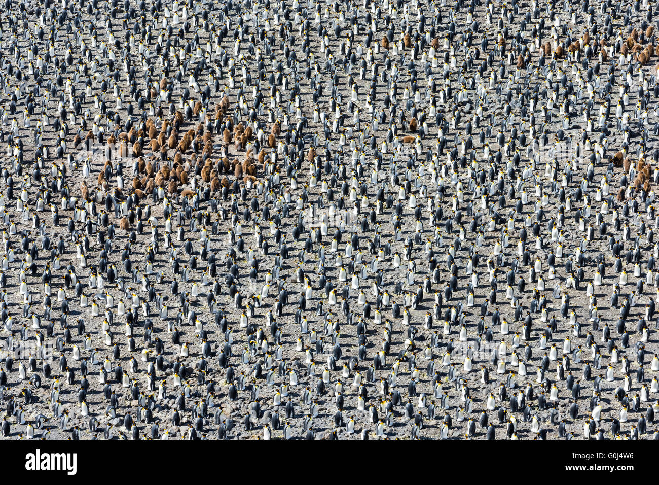 Re penguin Aptenodytes patagonicus, colonia con i giovani e gli adulti, Salisbury Plain, Georgia del Sud nel dicembre 2013. Foto Stock