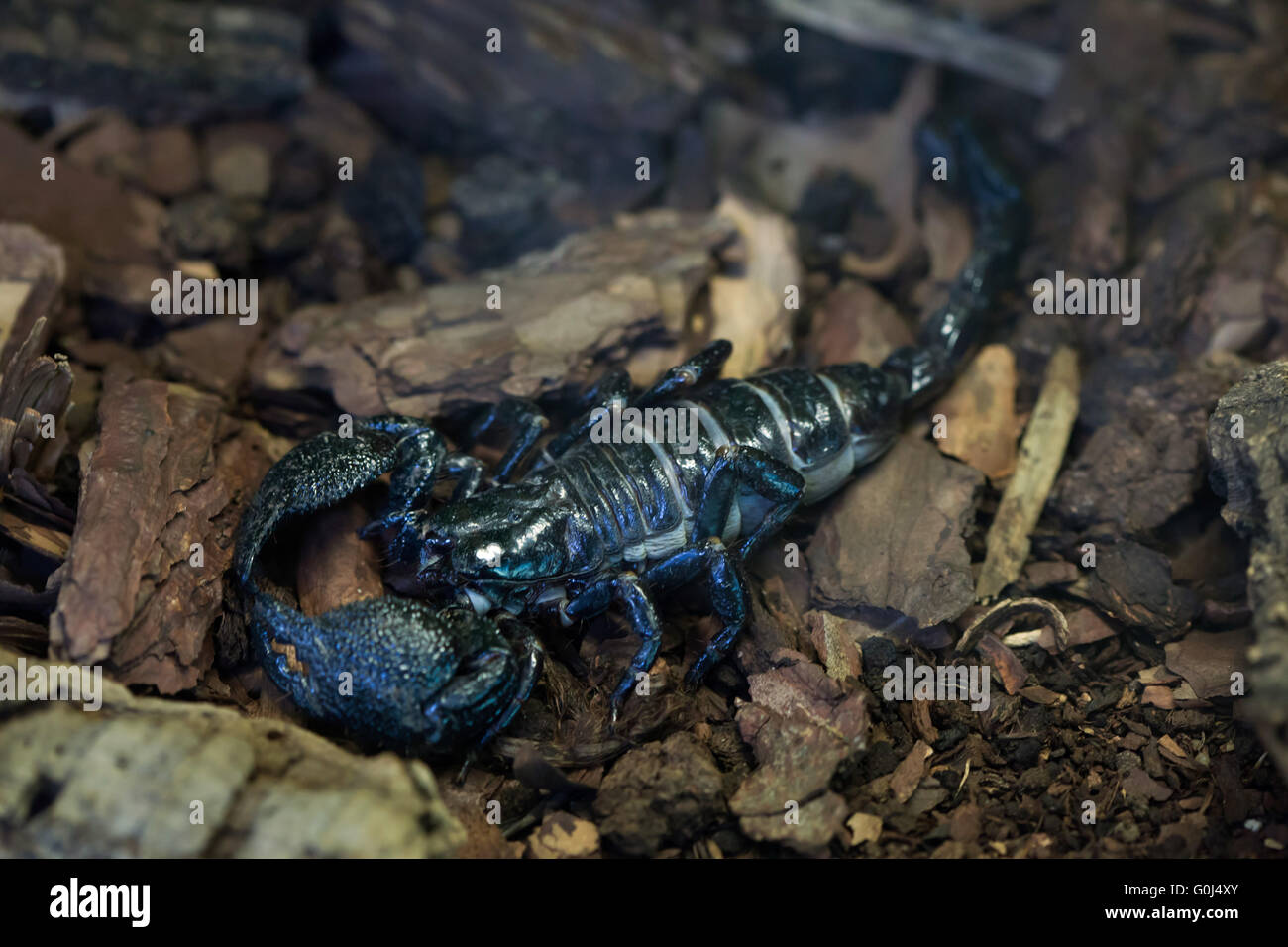L'imperatore scorpion (Pandinus imperator) presso lo Zoo di Dresda, Sassonia, Germania. Foto Stock