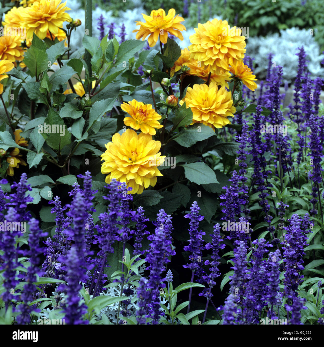 Sommerblumen Foto Stock
